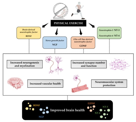 File:Neuromuscular electrical stimulation promoted brain plasticity.jpg -  Wikimedia Commons