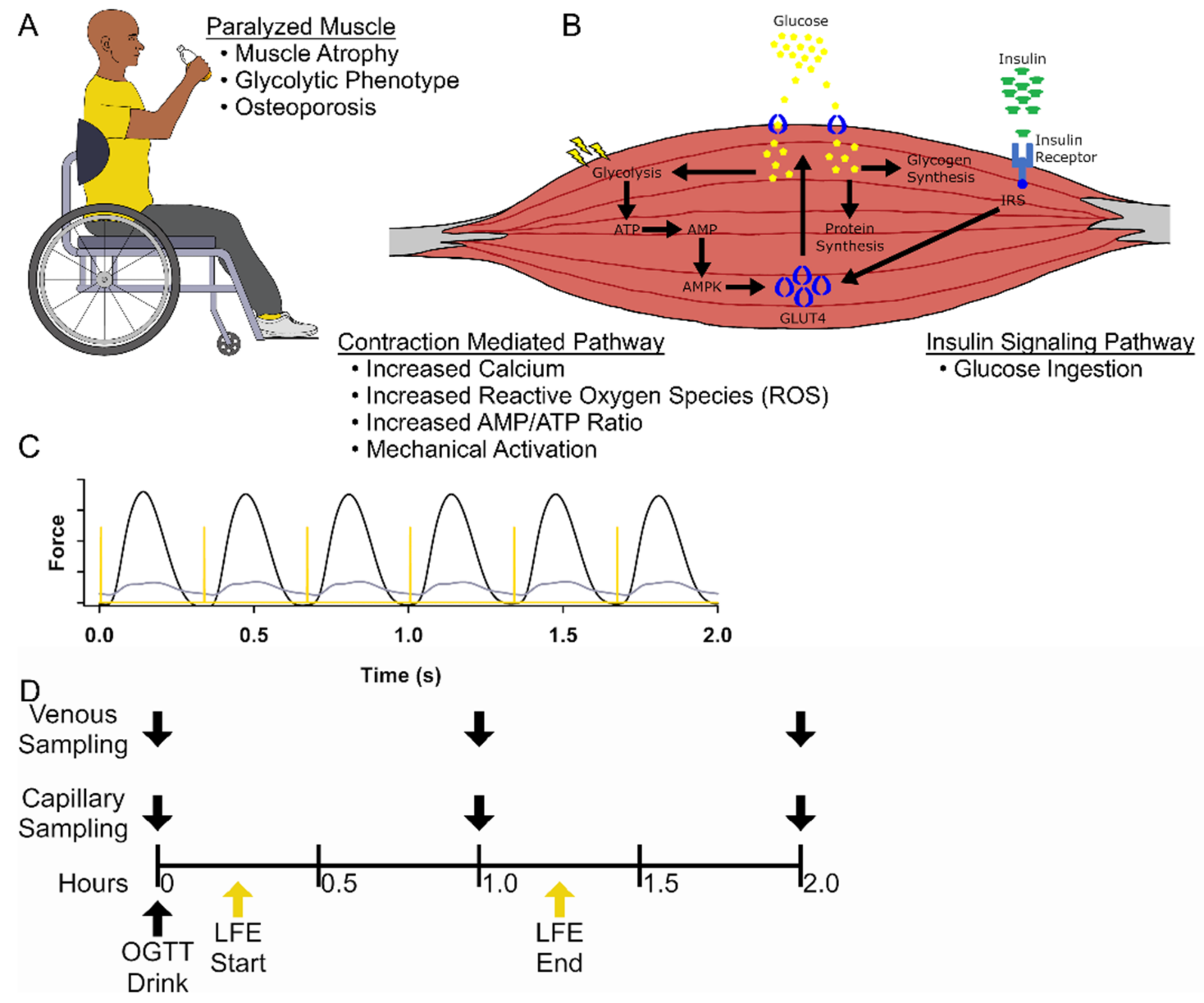 Effects of neuromuscular electrical stimulation on energy expenditure and  postprandial metabolism in healthy men