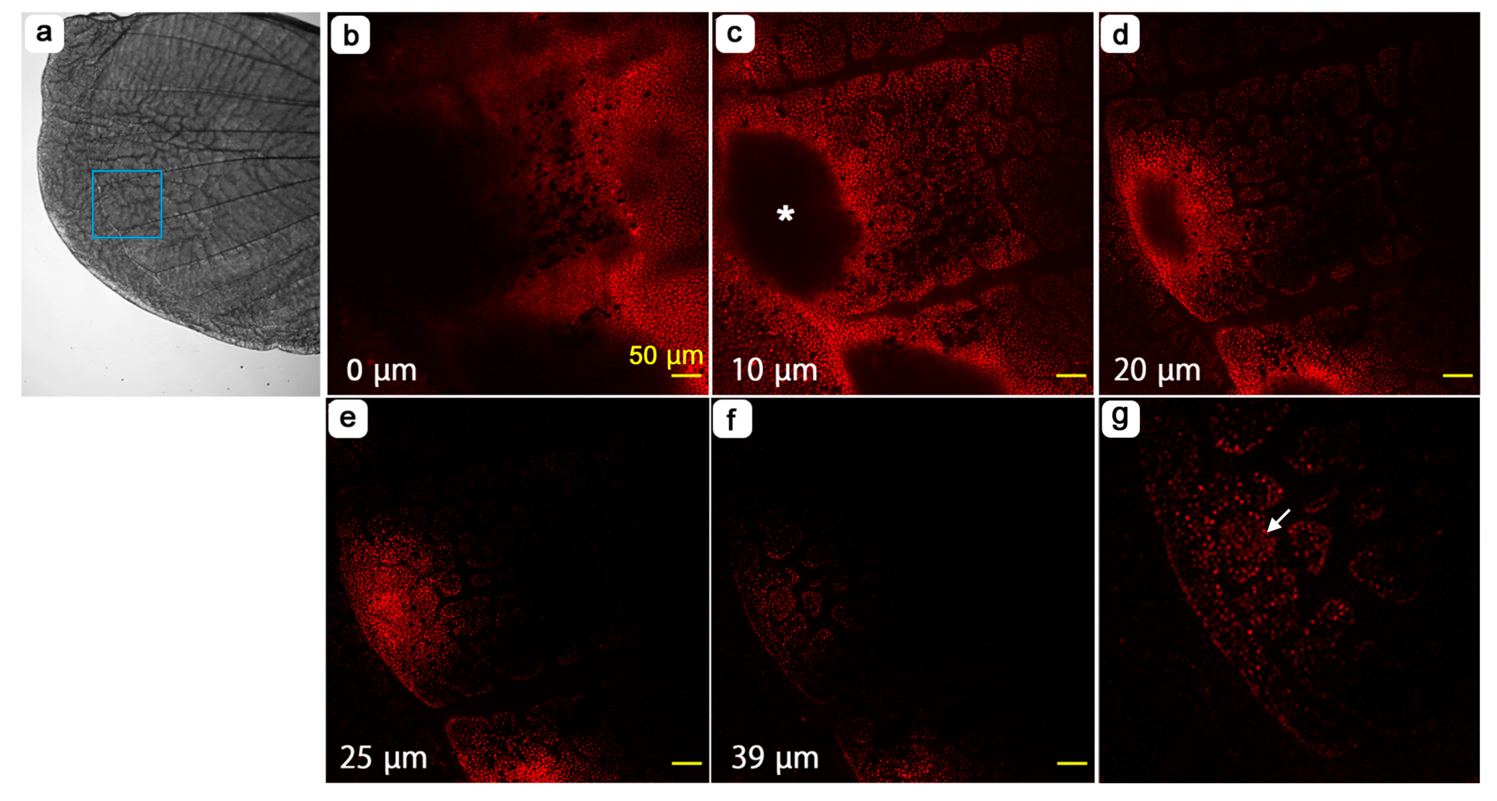 Jimaging 05 00042 g013