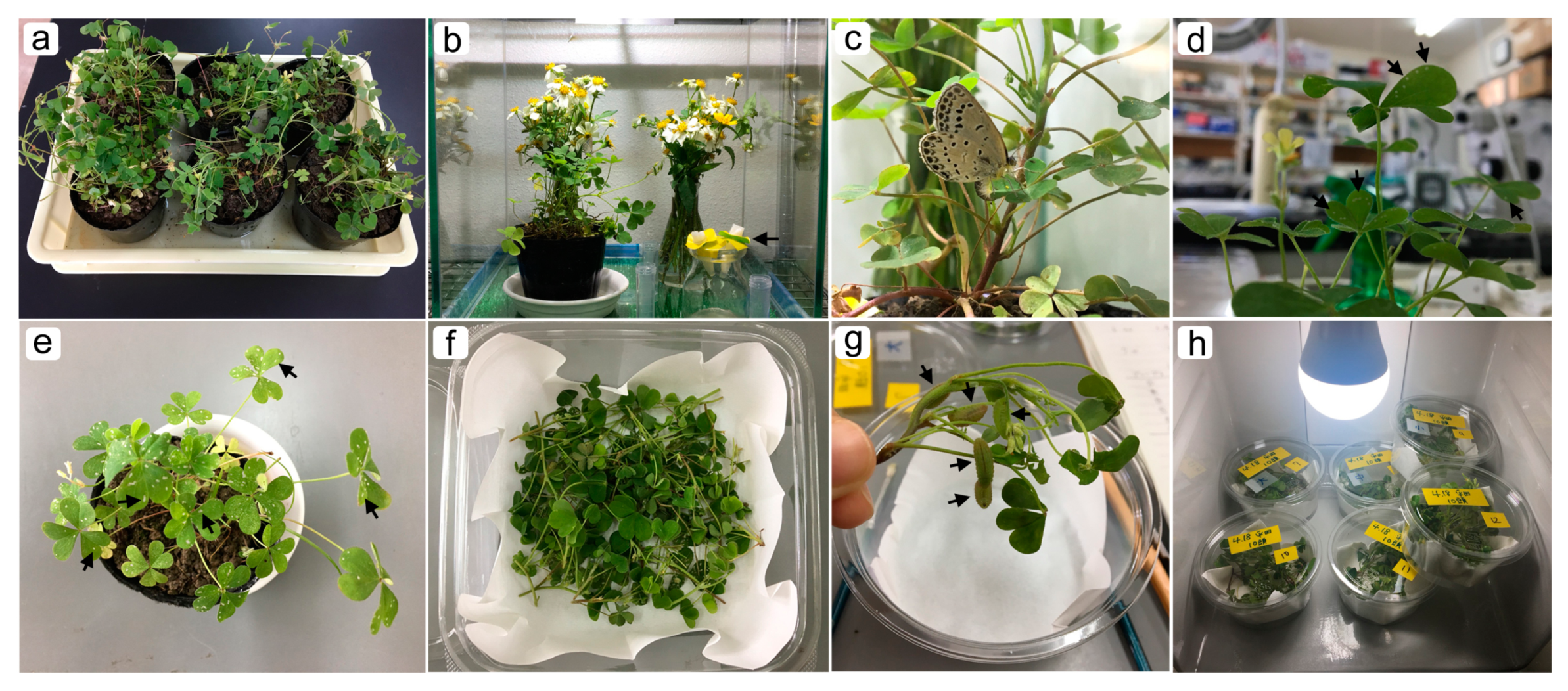 Jimaging 05 00042 g0a1