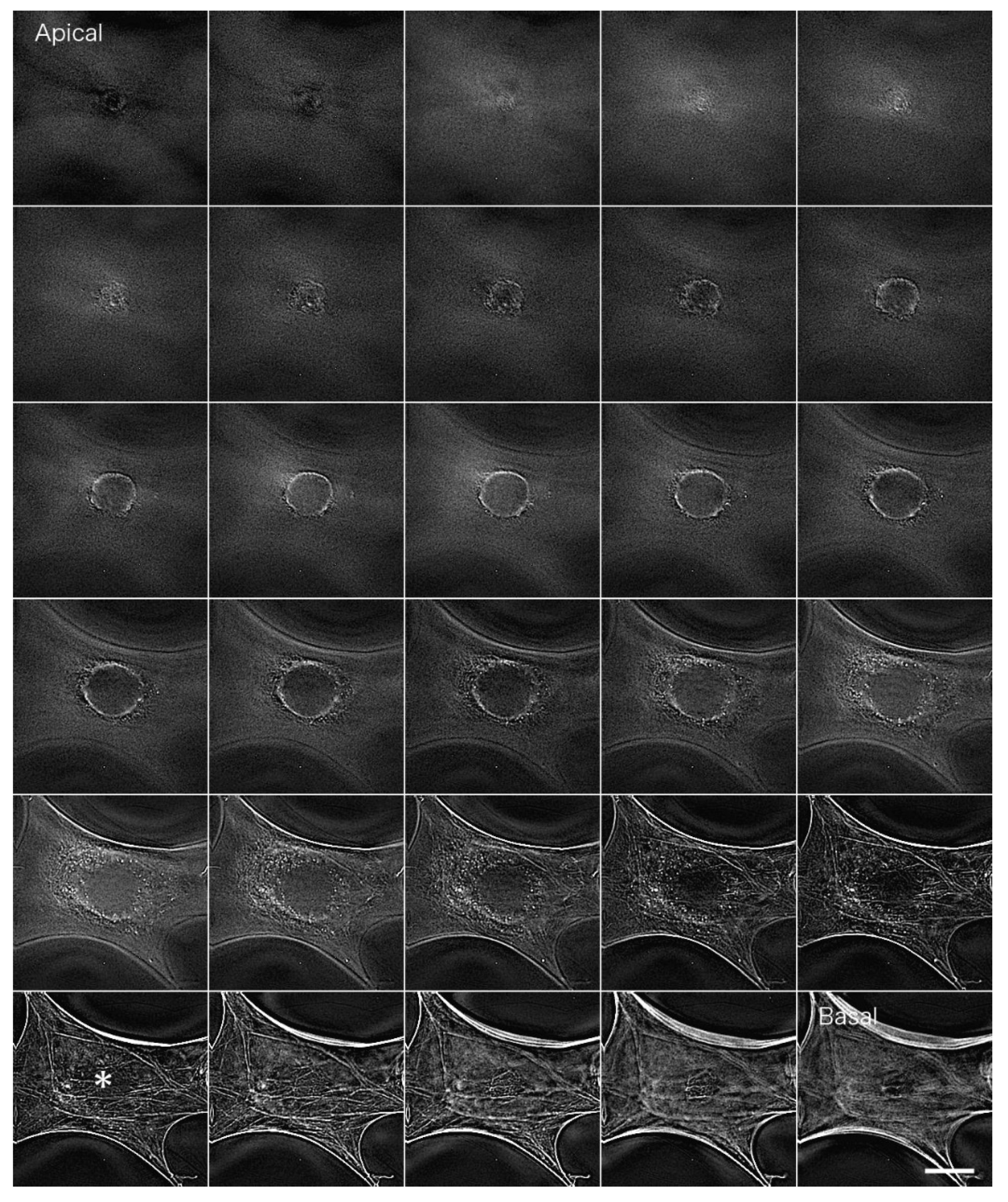 J Imaging Free Full Text Software Based Three