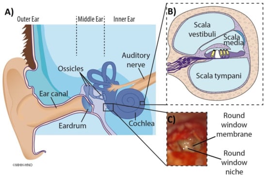 Ear Process Crystal Art