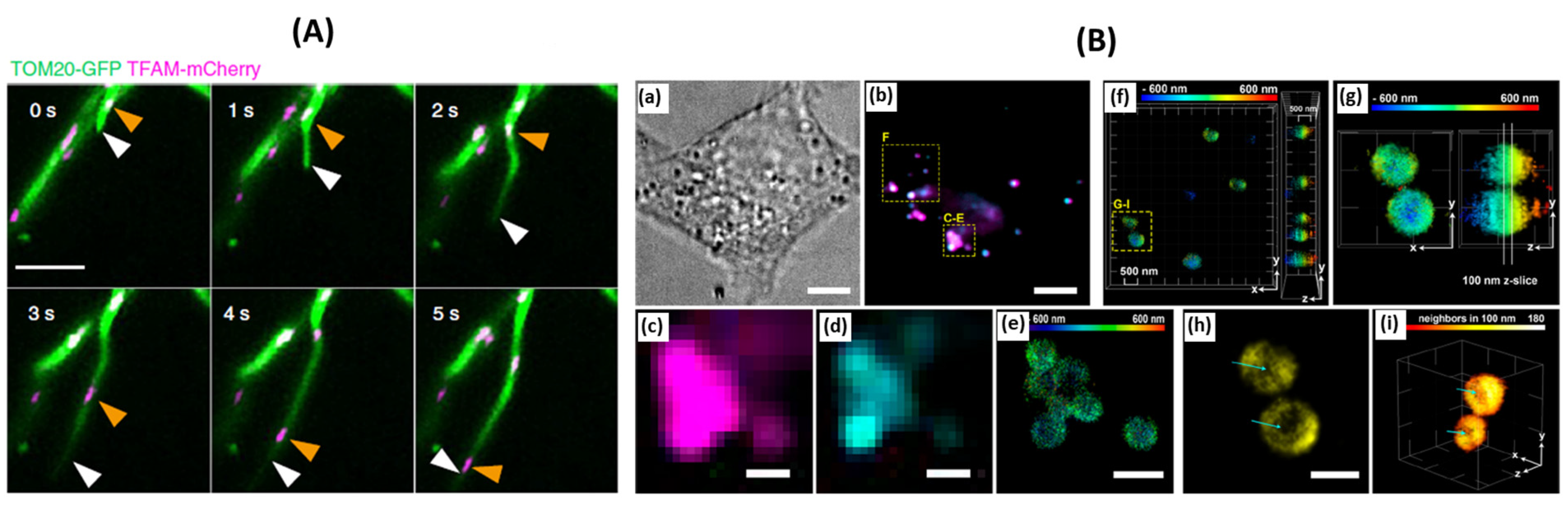 https://www.mdpi.com/jimaging/jimaging-09-00192/article_deploy/html/images/jimaging-09-00192-g005.png