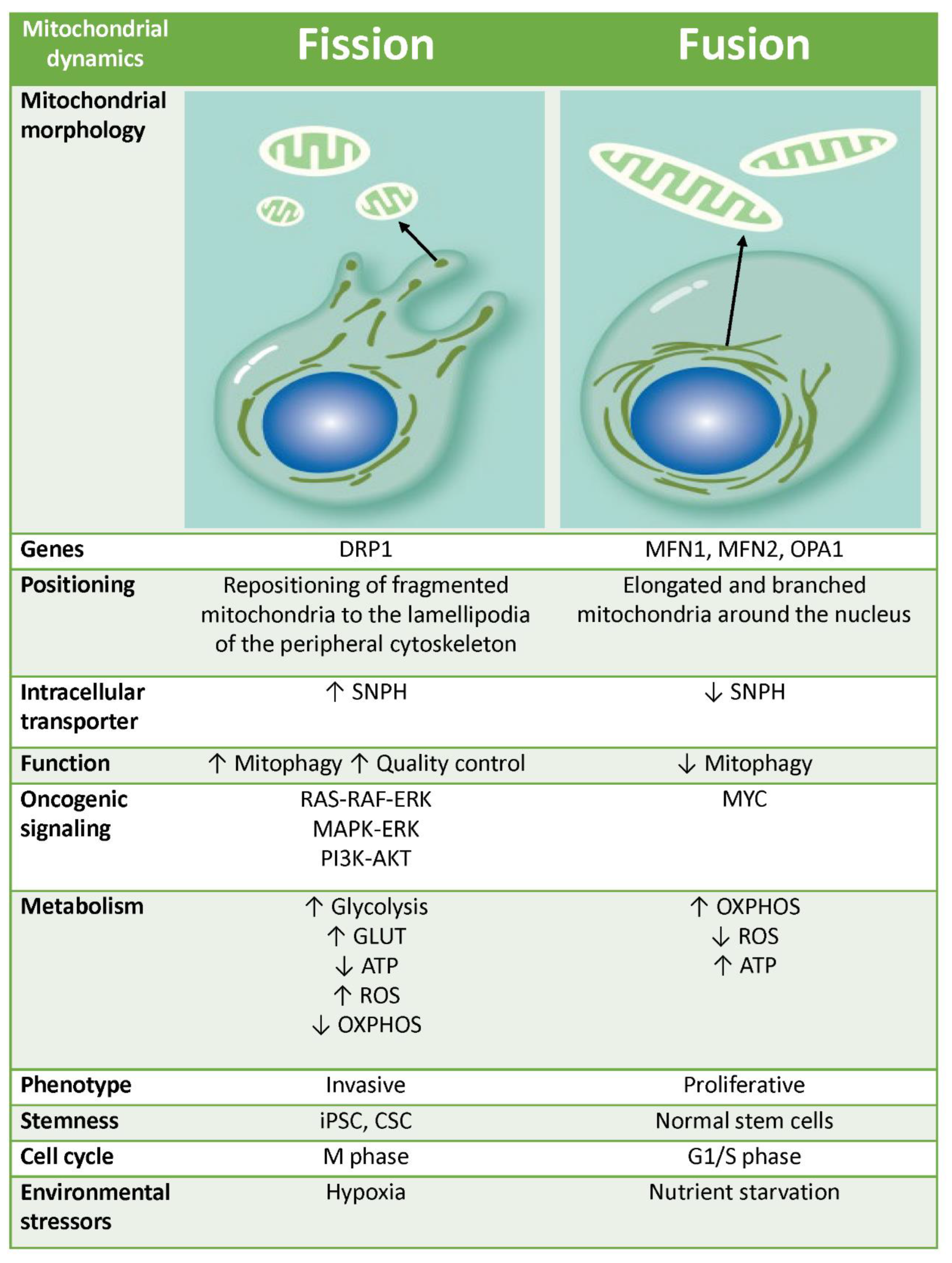 JMP | Free Full-Text | Mitochondrial Dynamics in Ovarian Cancer