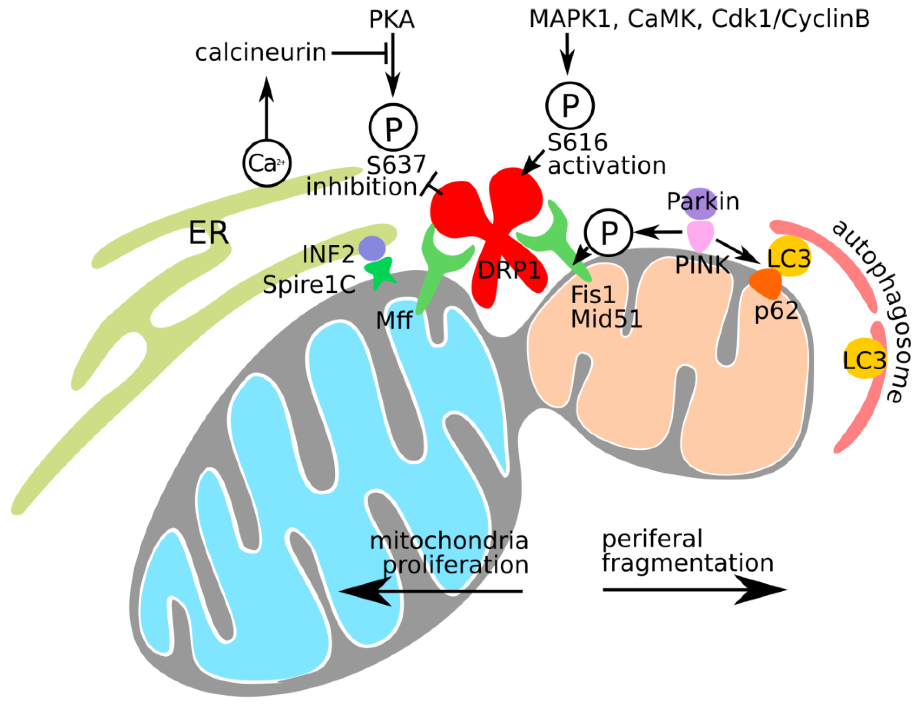 https://www.mdpi.com/jmp/jmp-04-00027/article_deploy/html/images/jmp-04-00027-g001.png