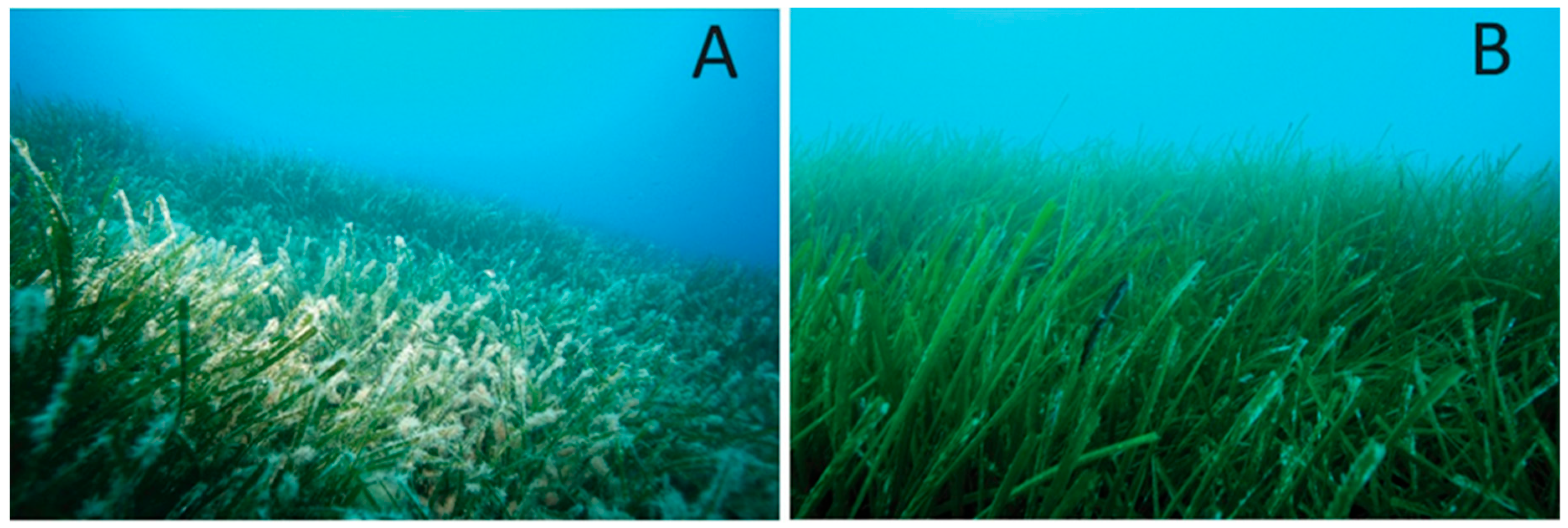 Best of BMT: seagrass habitat restoration