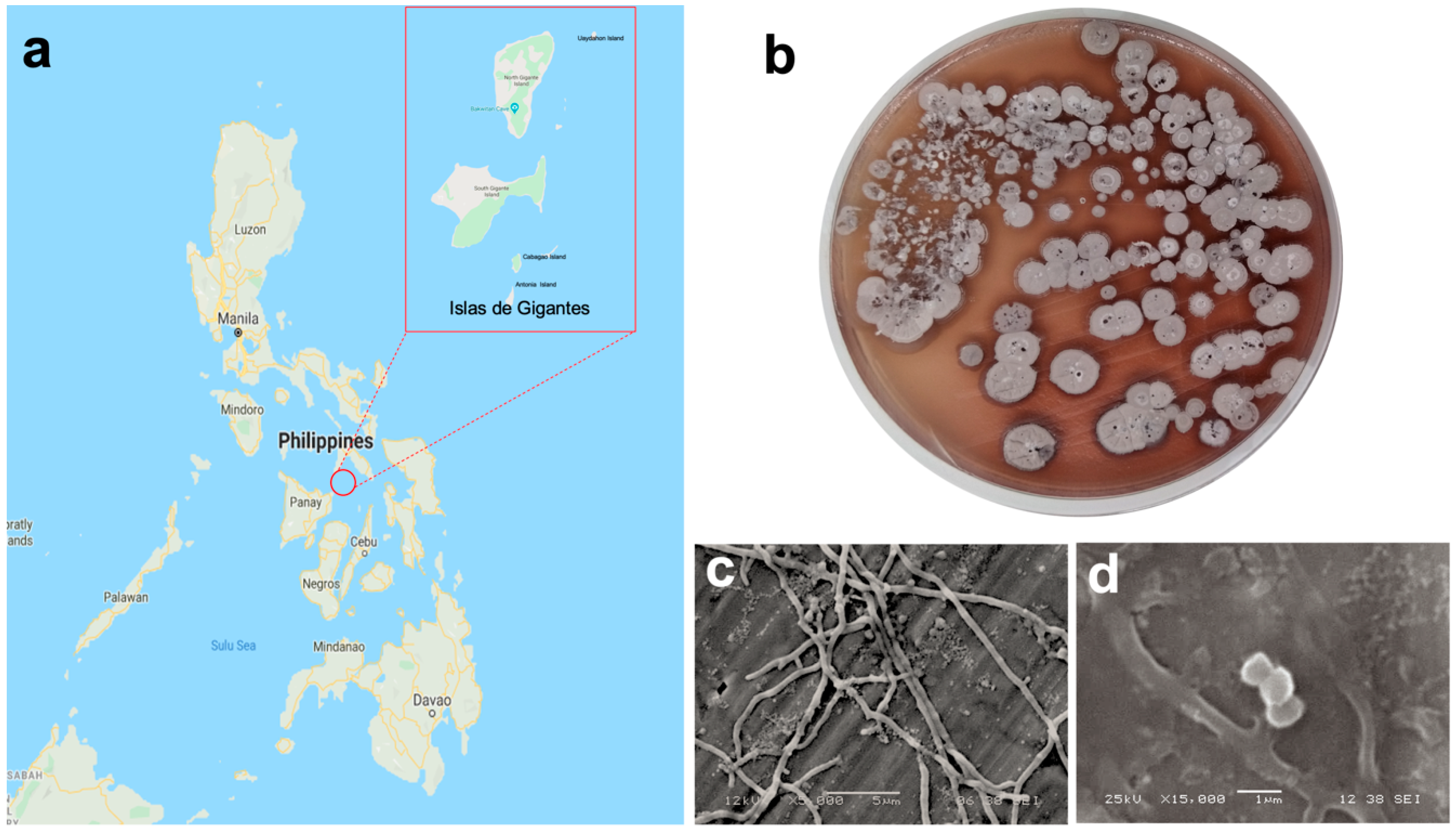 Jmse Free Full Text Marine Sediment Derived Streptomyces Strain Produces Angucycline Antibiotics Against Multidrug Resistant Staphylococcus Aureus Harboring Sccmec Type 1 Gene Html