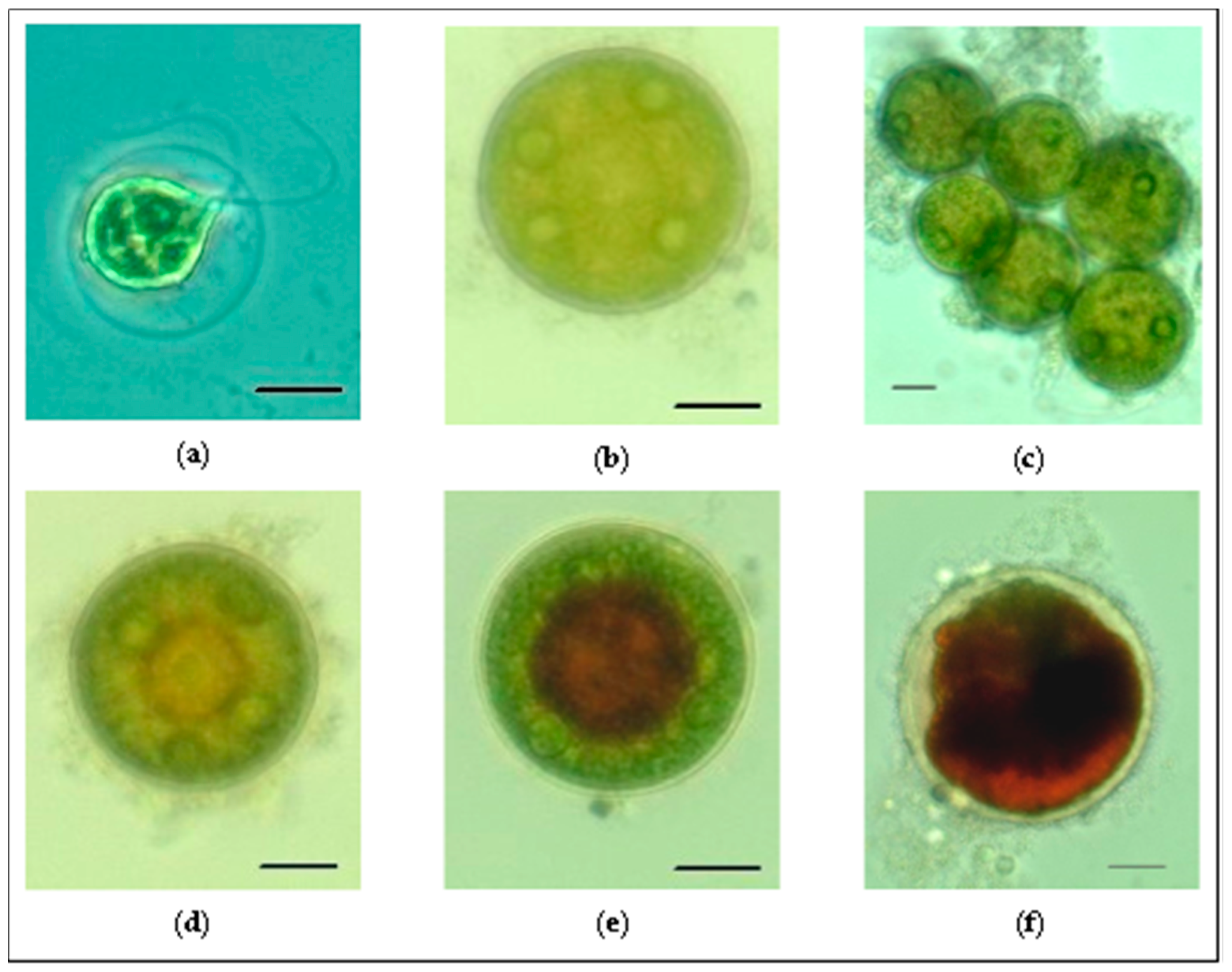 PDF) Functional analysis of photosynthetic pigment binding complexes in the  green alga Haematococcus pluvialis reveals distribution of astaxanthin in  Photosystems