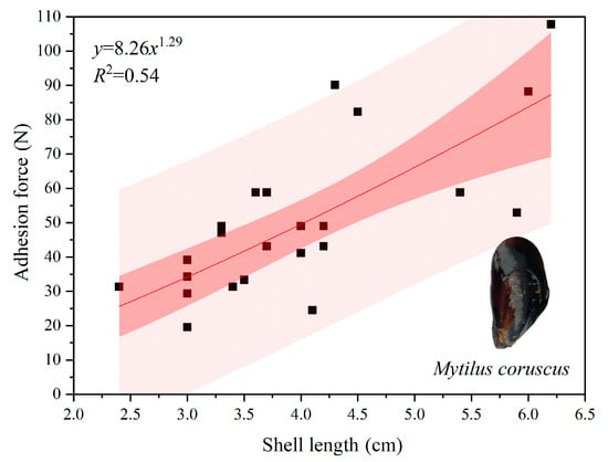 Jmse Free Full Text The Use Of Living Mussels As A Substratum For Growing Seedlings Of Two Sargassum Species From The Perspective Of Coastal Seaweed Bed Restoration In The East China