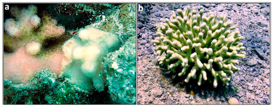 Chimerism in Wild Adult Populations of the Broadcast Spawning