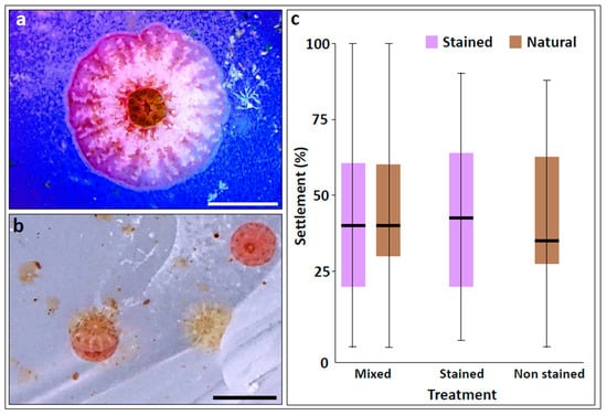 Chimerism in Wild Adult Populations of the Broadcast Spawning