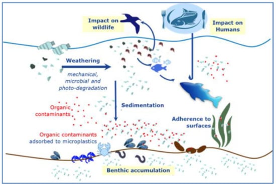 JMSE | Free Full-Text | The Dual Role of Microplastics in Marine  Environment: Sink and Vectors of Pollutants | HTML