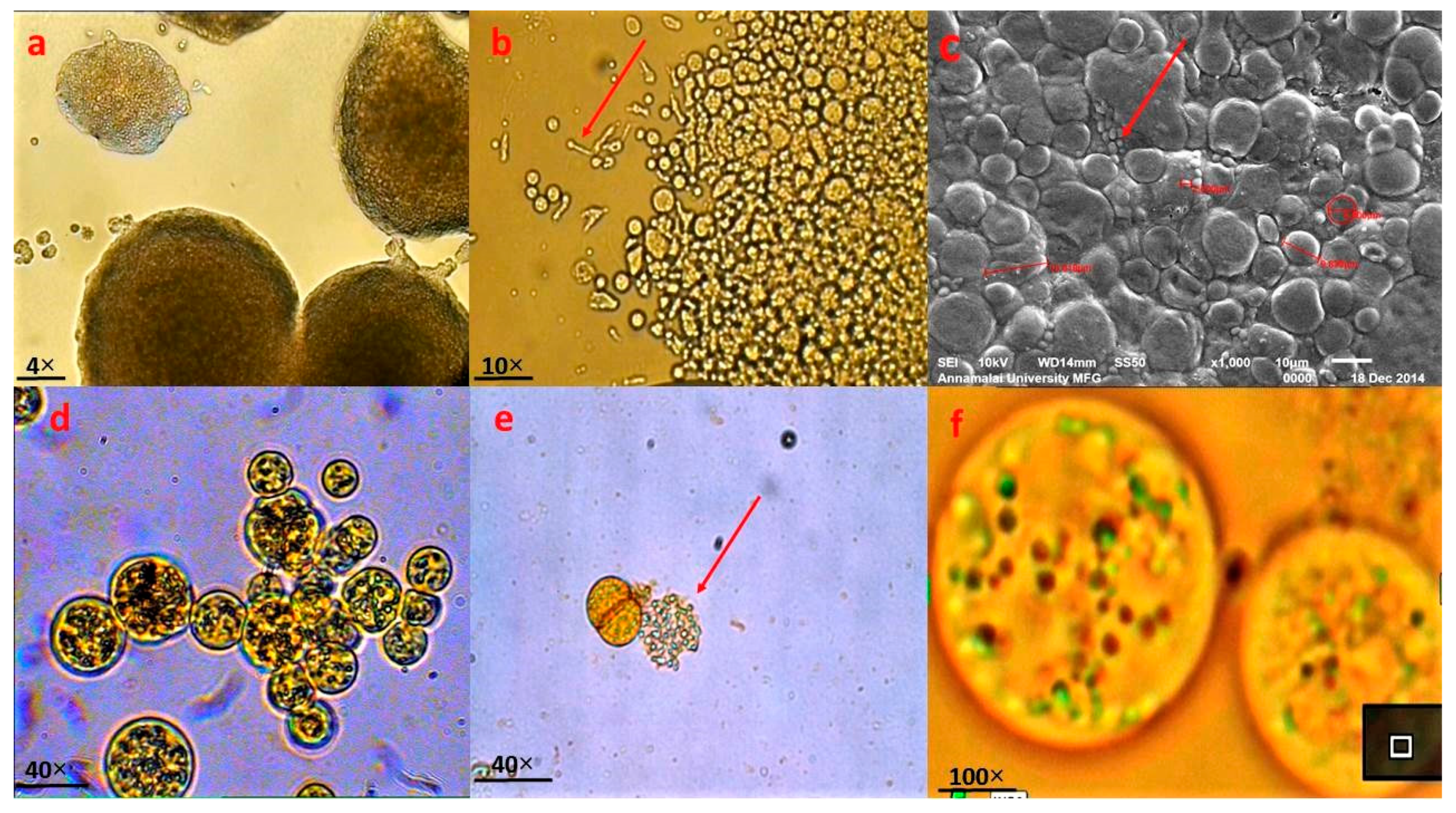 Jmse 09 00678 g001 Jmse 09 00678 g001