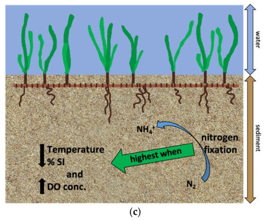 Scientists Found a Nitrogen-Fixing Seagrass