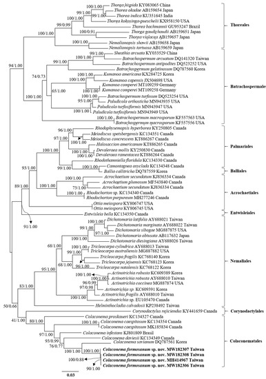 Jmse Free Full Text Molecular And Morphological Characterization Of Colaconema Formosanum Sp Nov Colaconemataceae Rhodophyta A New Endophytic Filamentous Red Algal Species From Taiwan Html