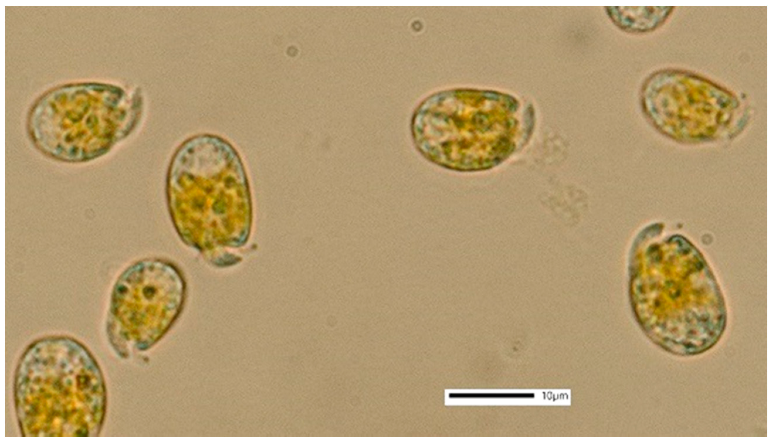 Chlorophytes (Green Algae) - Westerhoff Lab