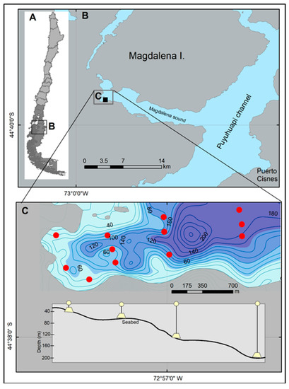 JMSE | Free Full-Text | Decapods Associated with the Southern King