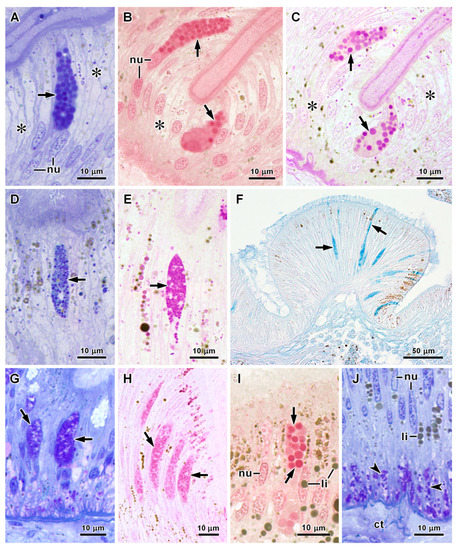 The specification and function of enteroendocrine cells in Drosophila and  mammals: a comparative review - Guo - 2022 - The FEBS Journal - Wiley  Online Library