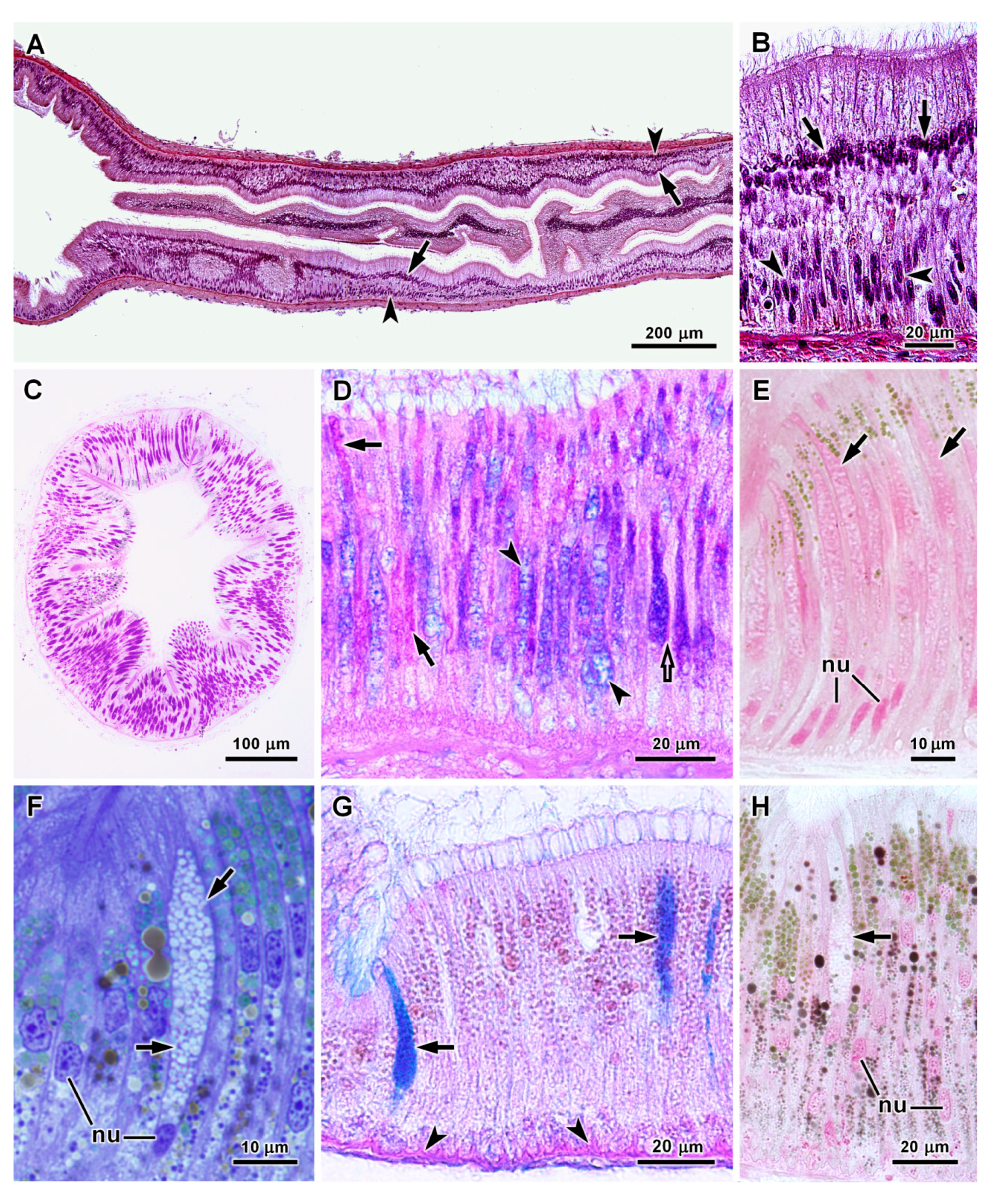 Molluscs from the lower Miocene Foieta la Sarra-A locality