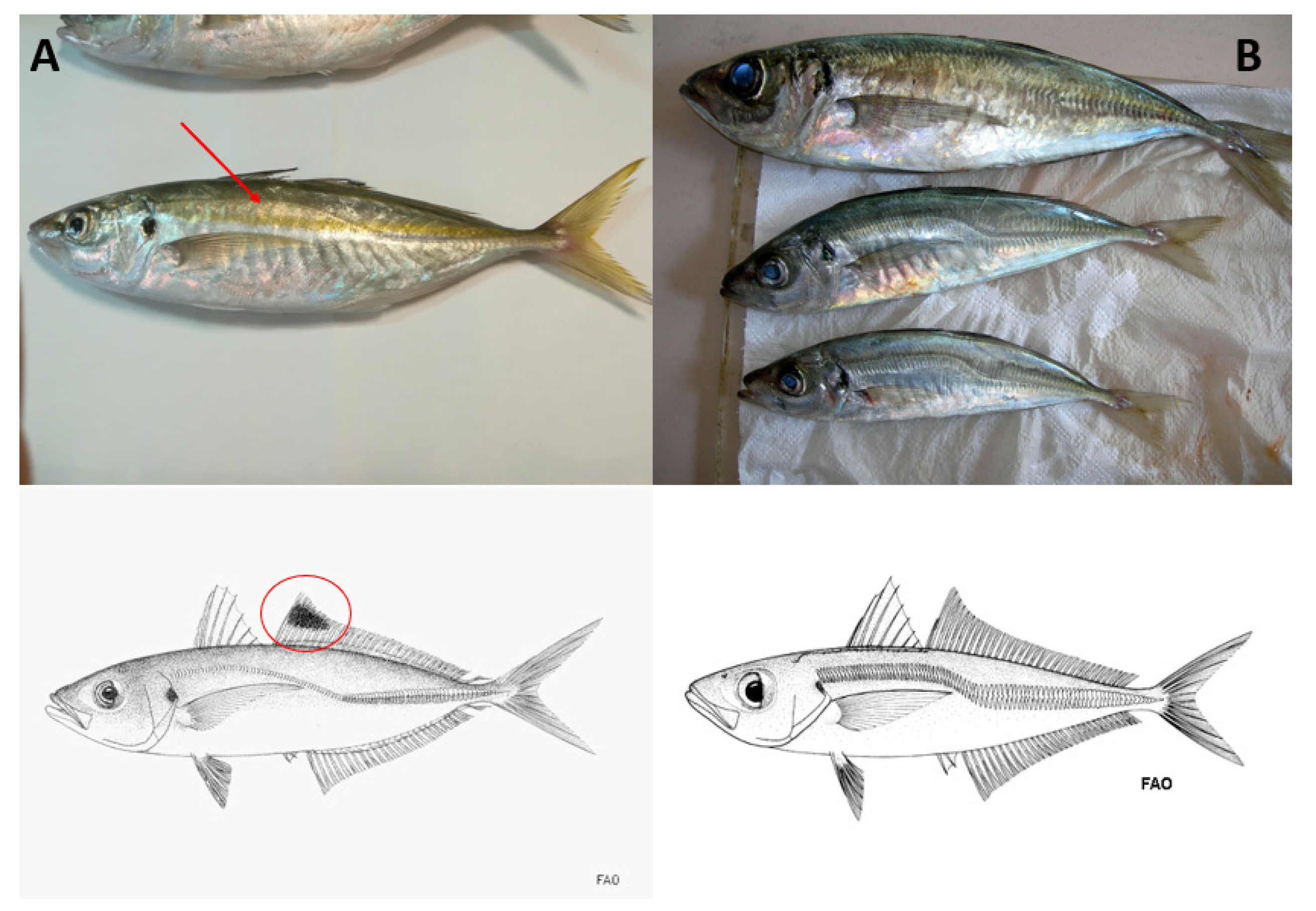 JMSE | Free Full-Text | Meridionalization as a Possible Resource for  Fisheries: The Case Study of Caranx rhonchus Geoffroy Saint-Hilaire, 1817,  in Southern Italian Waters