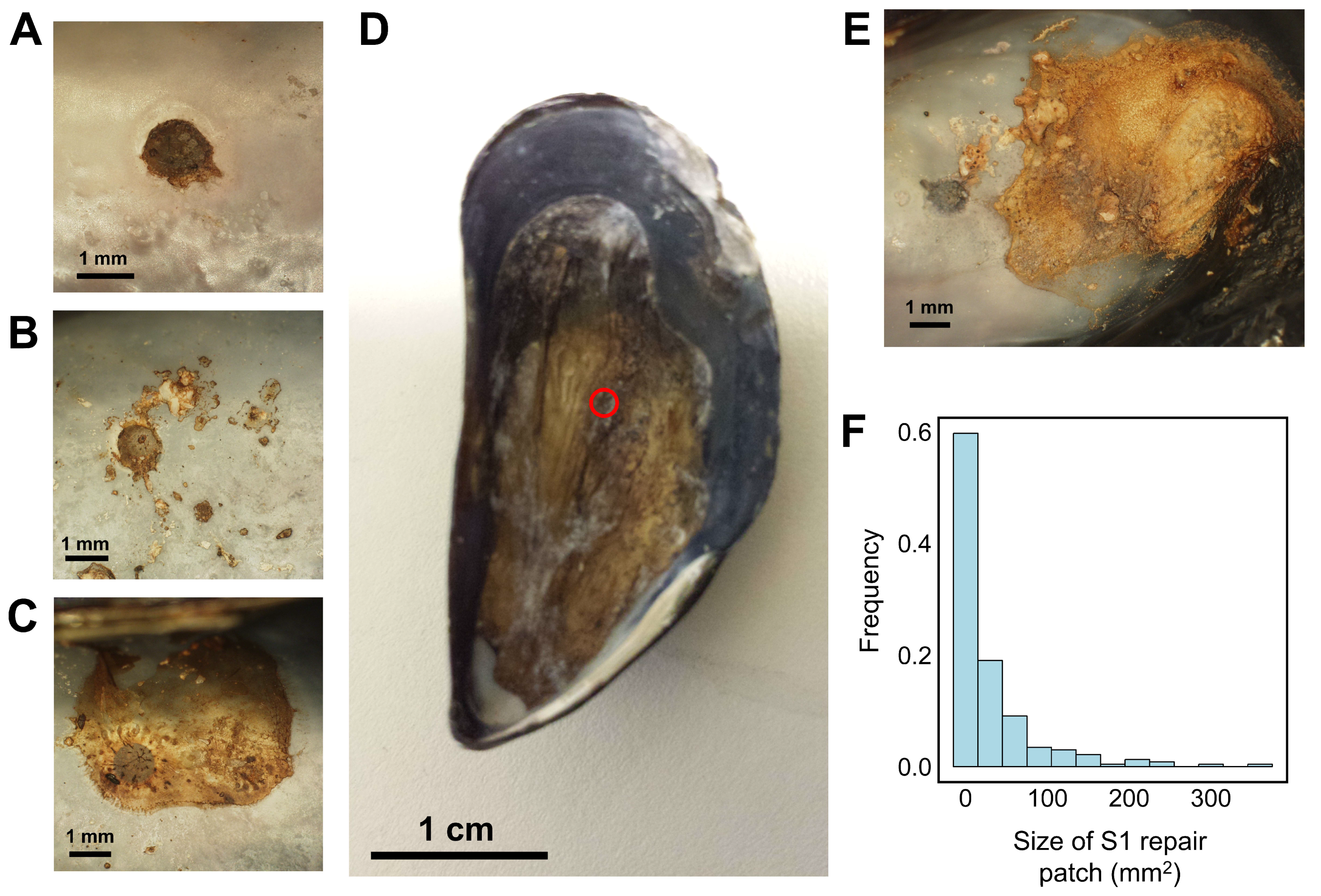 Jmse Free Full Text Mussels Repair Shell Damage Despite Limitations Imposed By Ocean Acidification Html