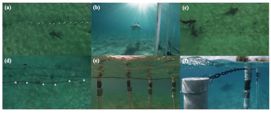 Shark barrier trial  Department of Agriculture and Fisheries