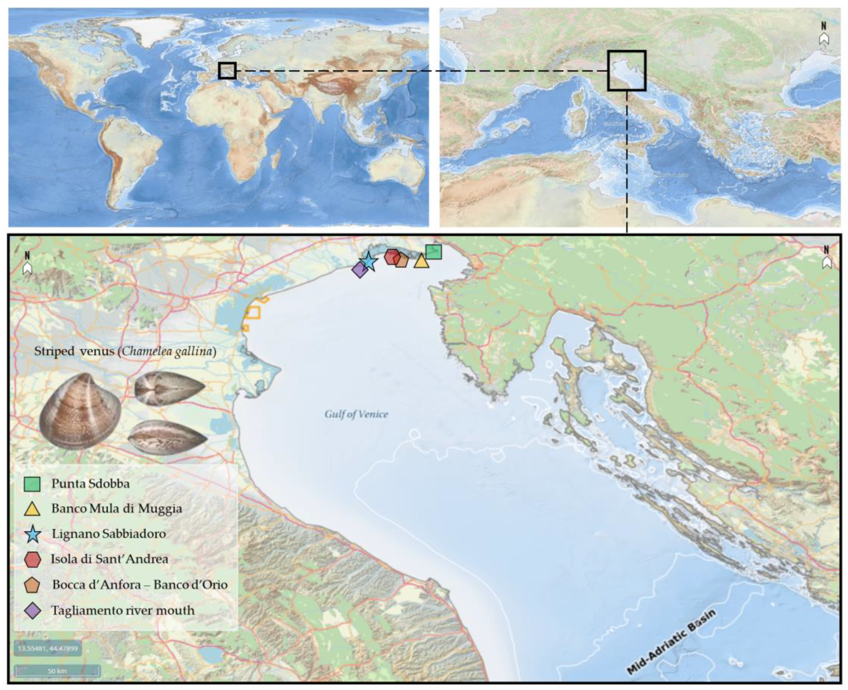 JMSE | Free Full-Text | Review of the Scientific Literature on Biology,  Ecology, and Aspects Related to the Fishing Sector of the Striped Venus  (Chamelea gallina) in Northern Adriatic Sea | HTML