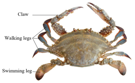 JMSE | Free Full-Text | Study on the Design and Experimental Research on a  Bionic Crab Robot with Amphibious Multi-Modal Movement