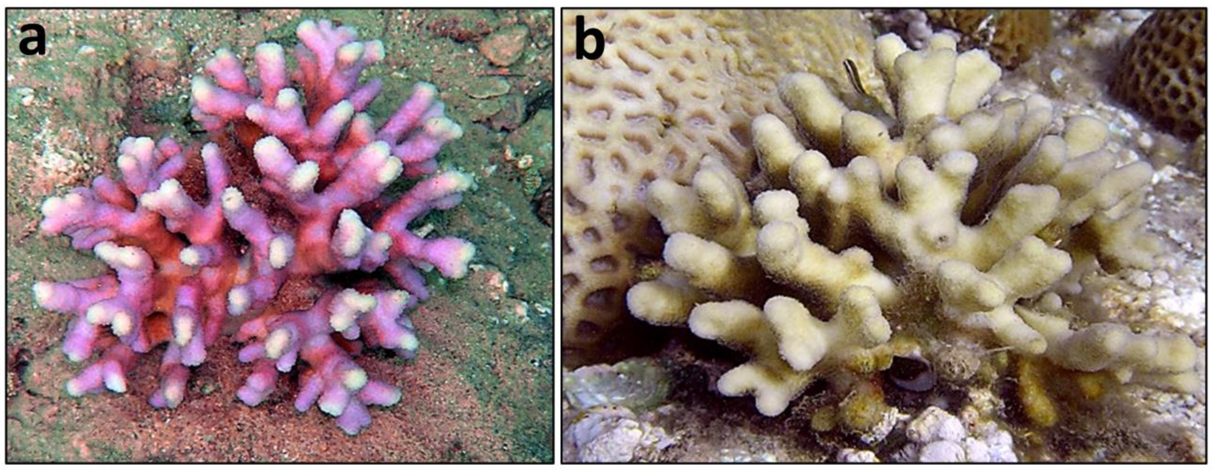 JMSE | Free Full-Text | New Microsatellite Markers for the Model Coral  Species Stylophora pistillata from Eilat, the Red Sea