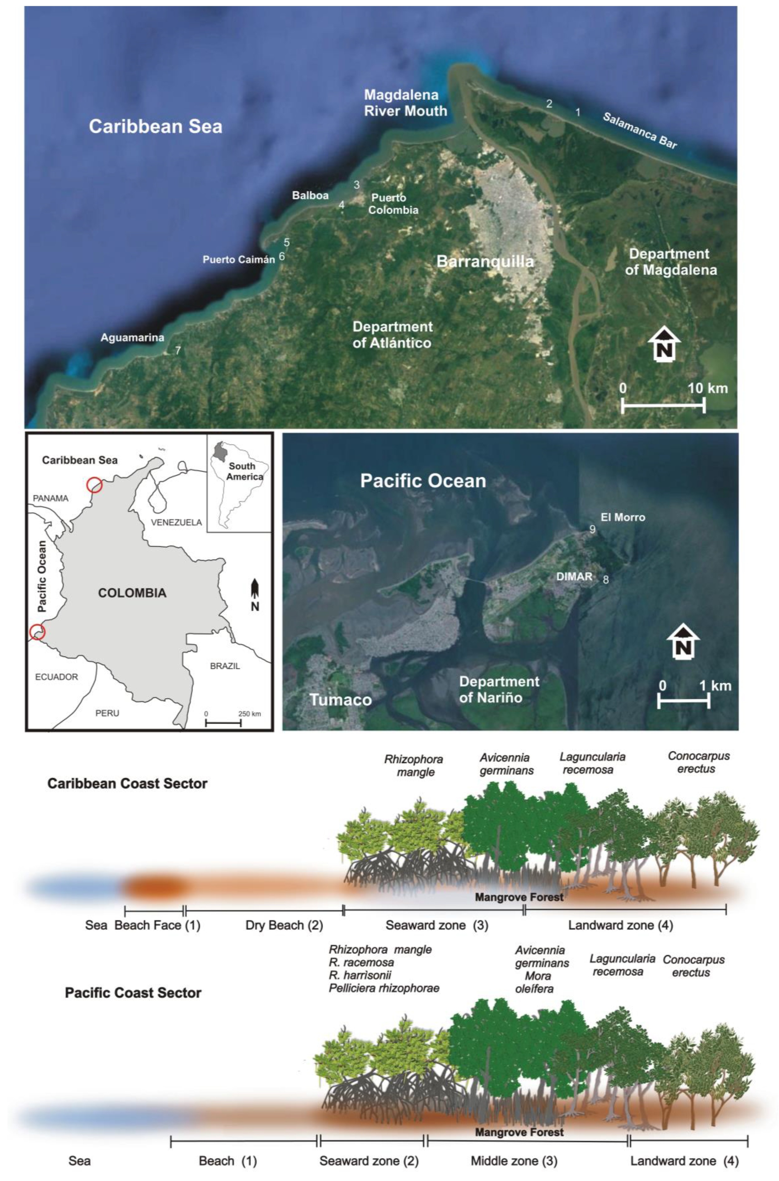 JMSE | Free Full-Text | Litter Content of Colombian Beaches and Mangrove  Forests: Results from the Caribbean and Pacific Coasts