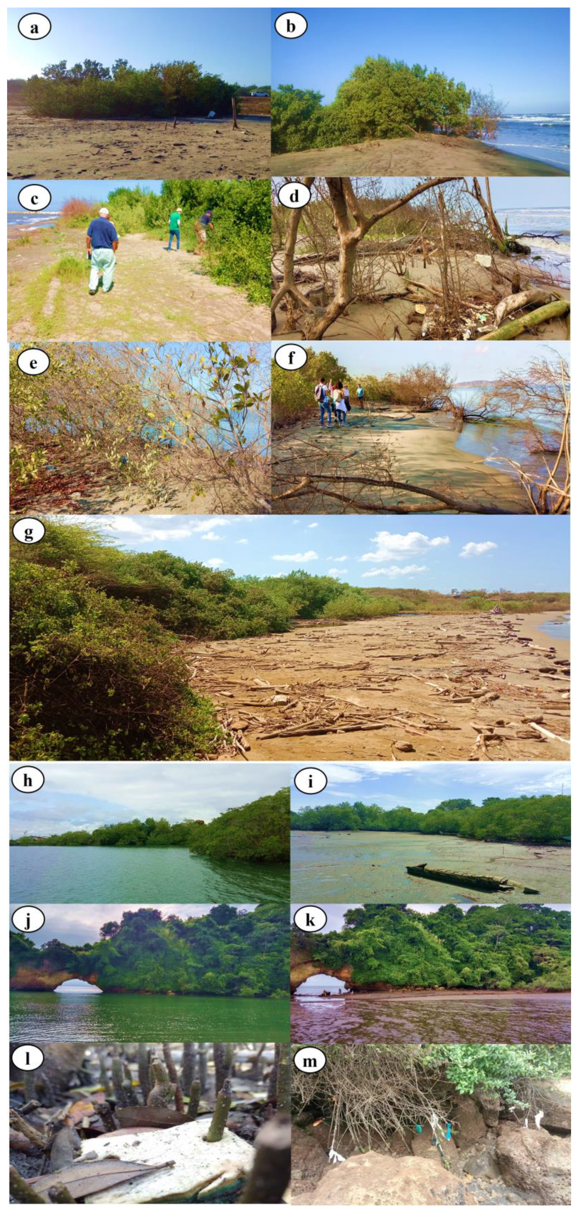 JMSE | Free Full-Text | Litter Content of Colombian Beaches and