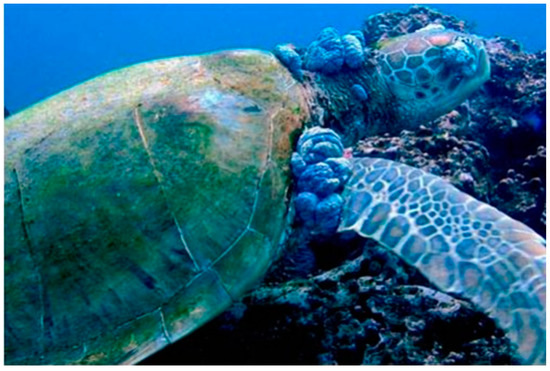 Kids Cali Sea Turtle Preserve Your Ocean Crew Neck T-Shirt - 101