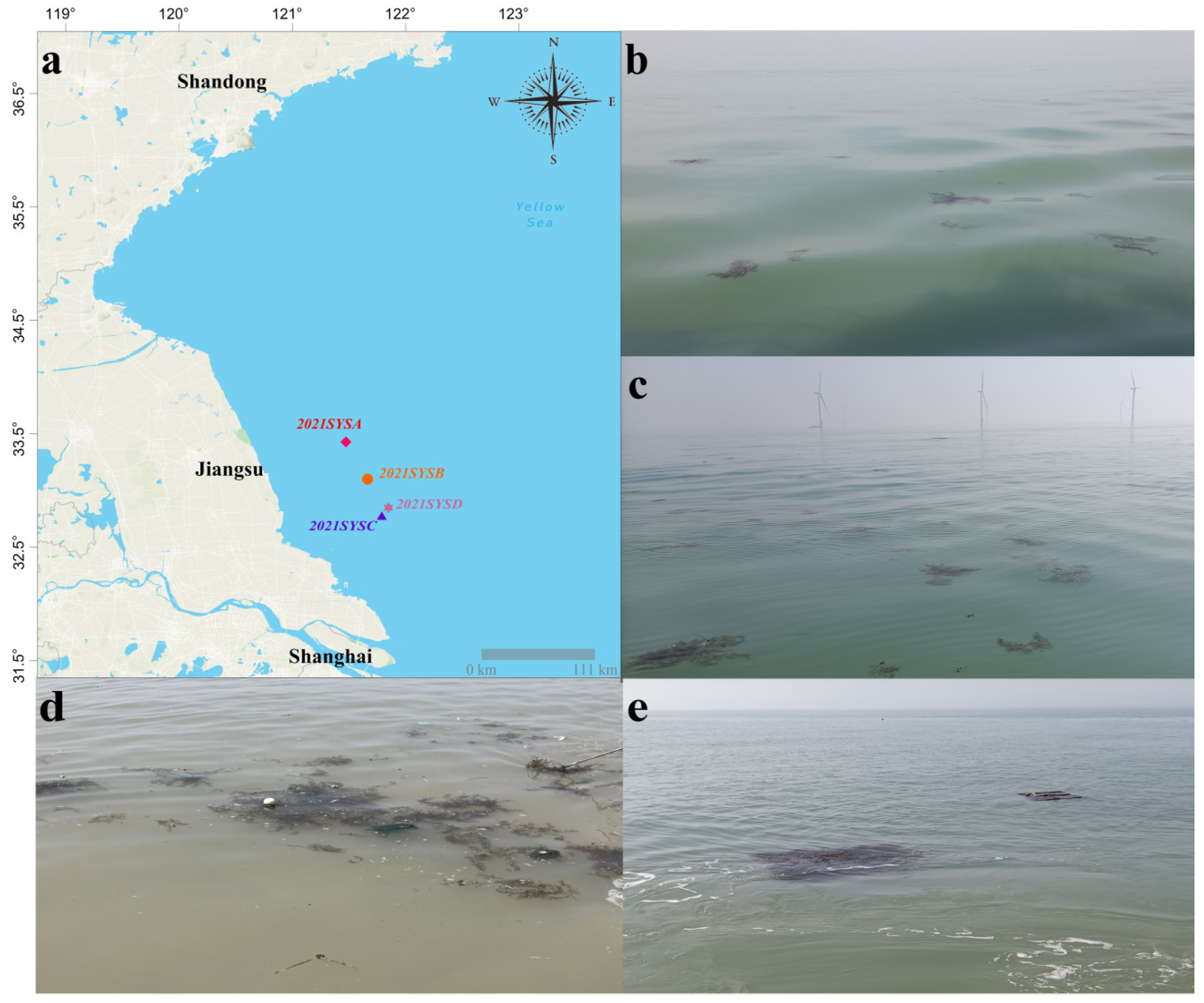 JMSE | Free Full-Text | Epizoans on Floating Golden Tide Macroalgae in the  Southern Yellow Sea