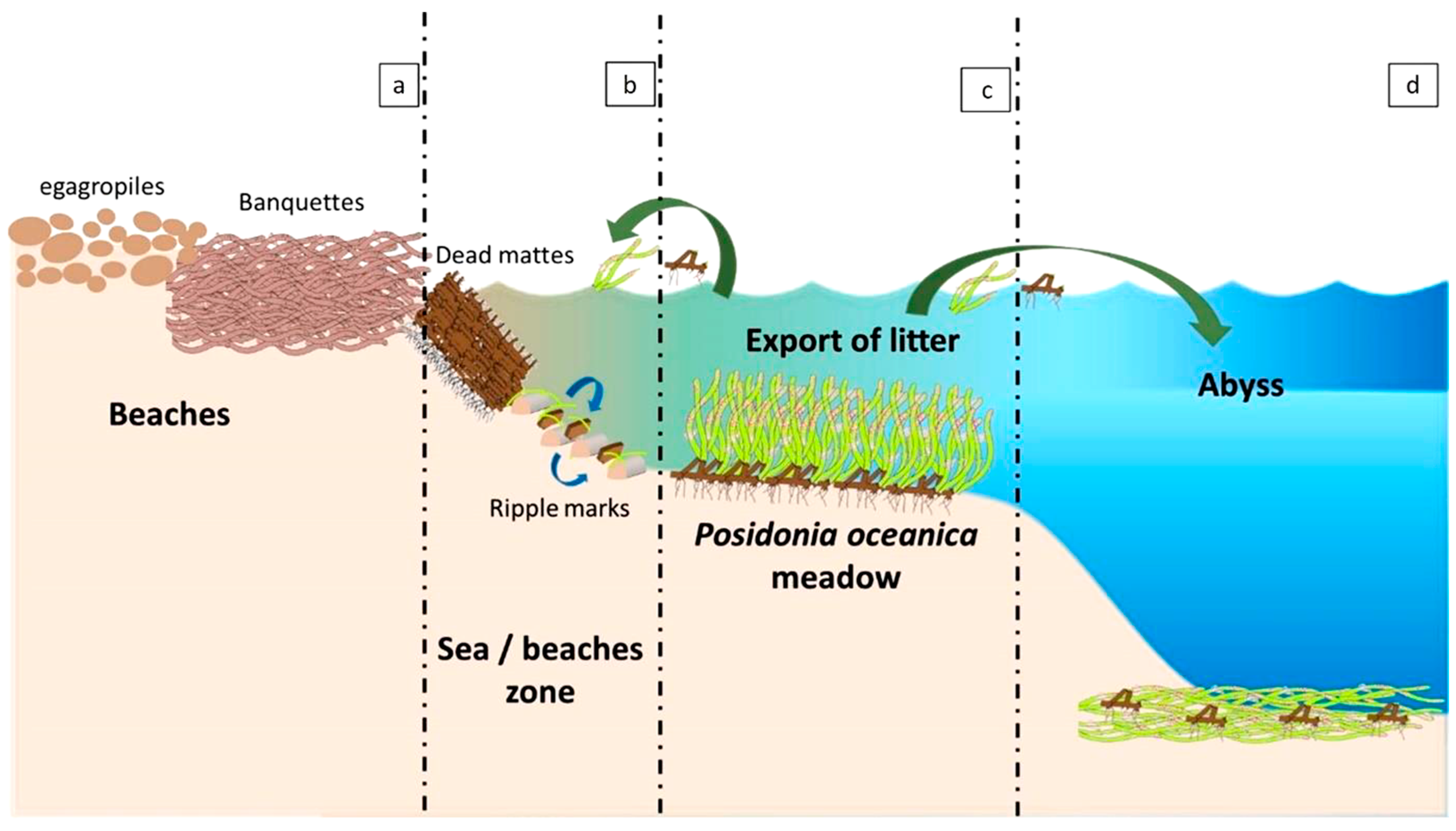 JMSE | Free Full-Text | Posidonia oceanica Balls (Egagropili) from ...