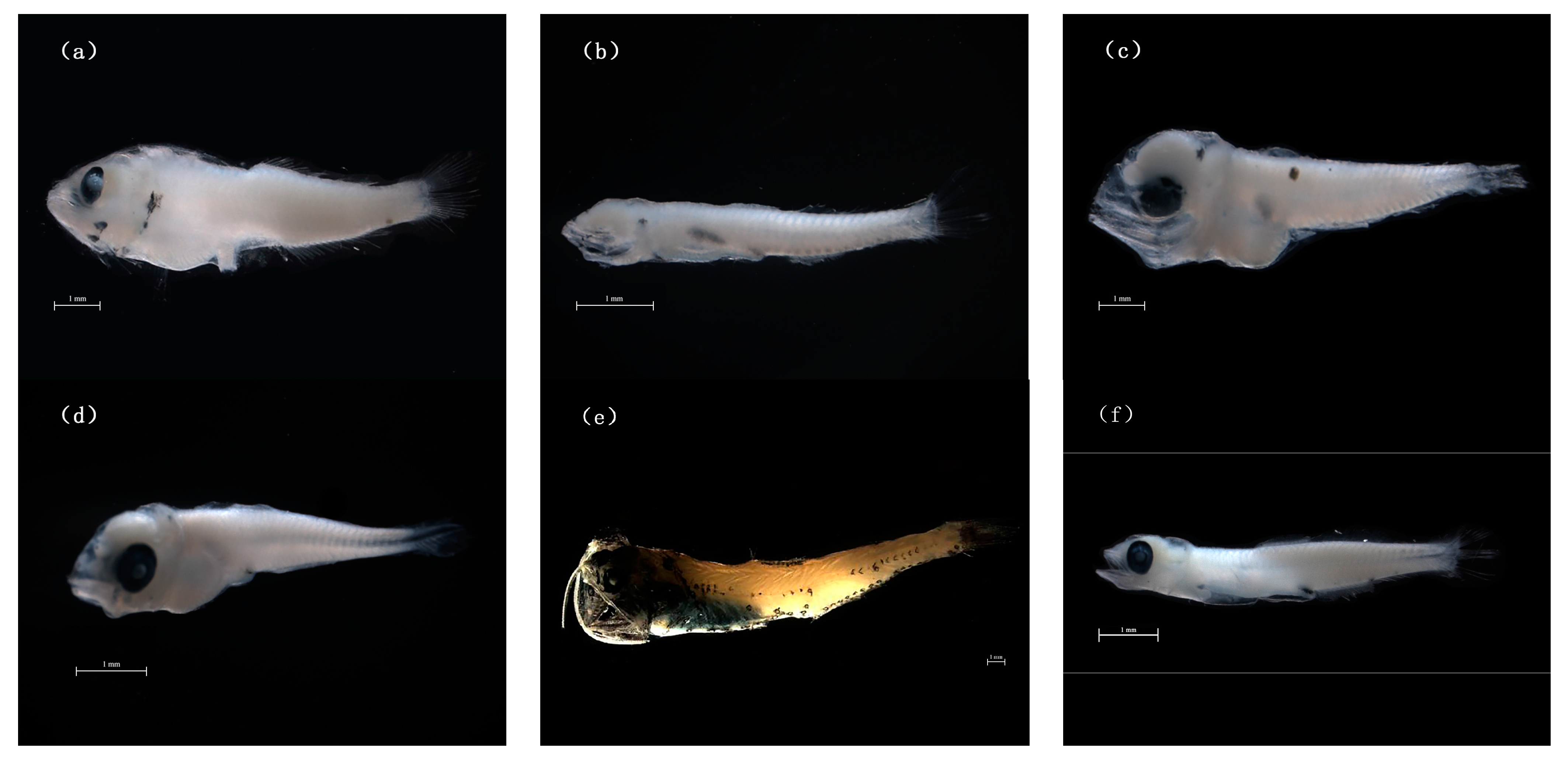 Spring Survey to Study Fish Eggs and Larvae in the Gulf of Alaska