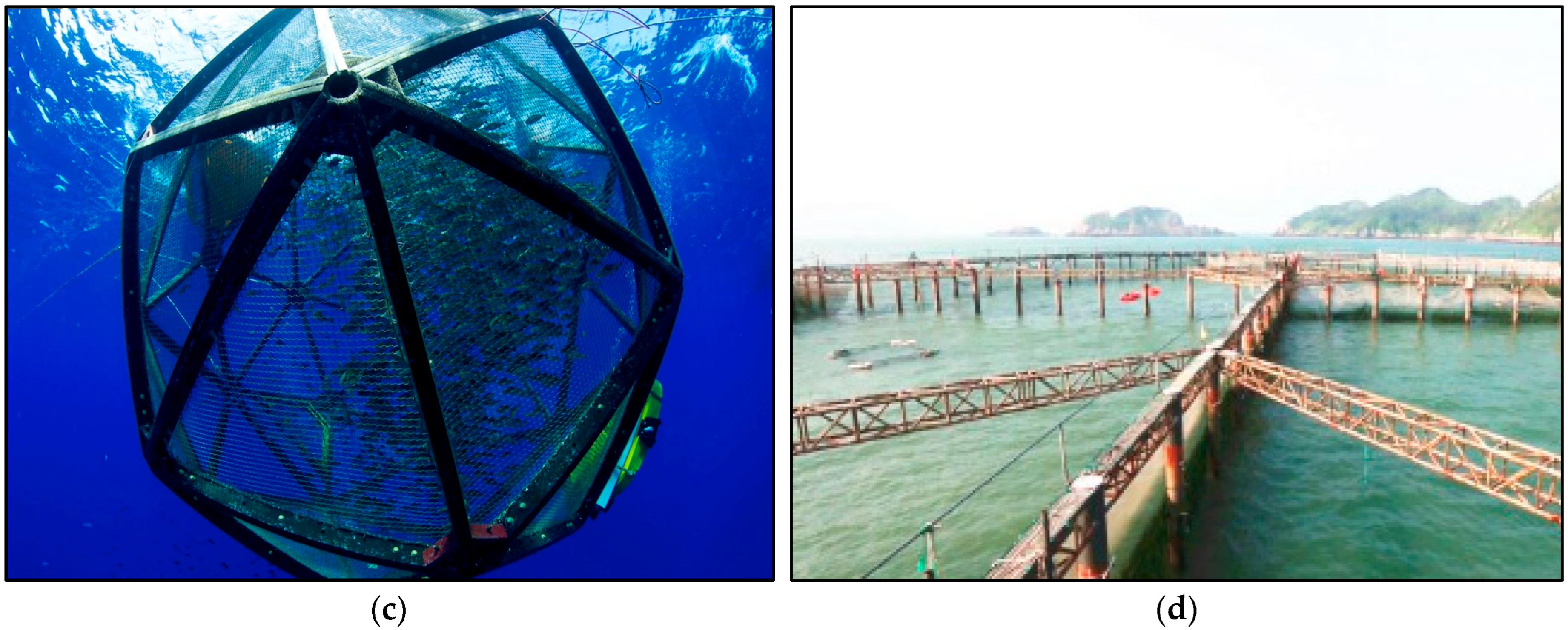 Copper Net for Fish Farming Cage in Sea - China Fish Net and Fish