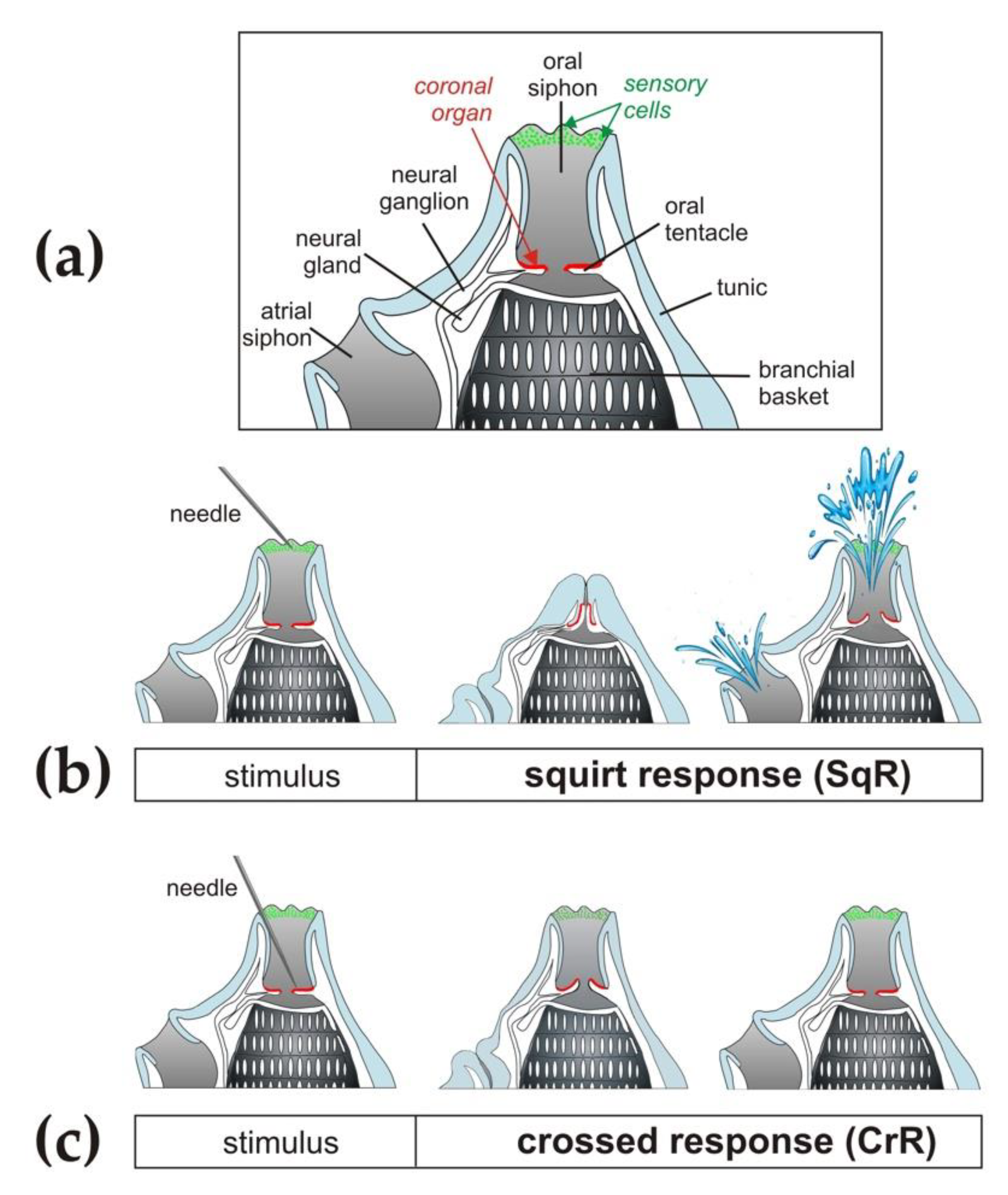 JMSE | Free Full-Text | Behavioural Responses to Ultrasound