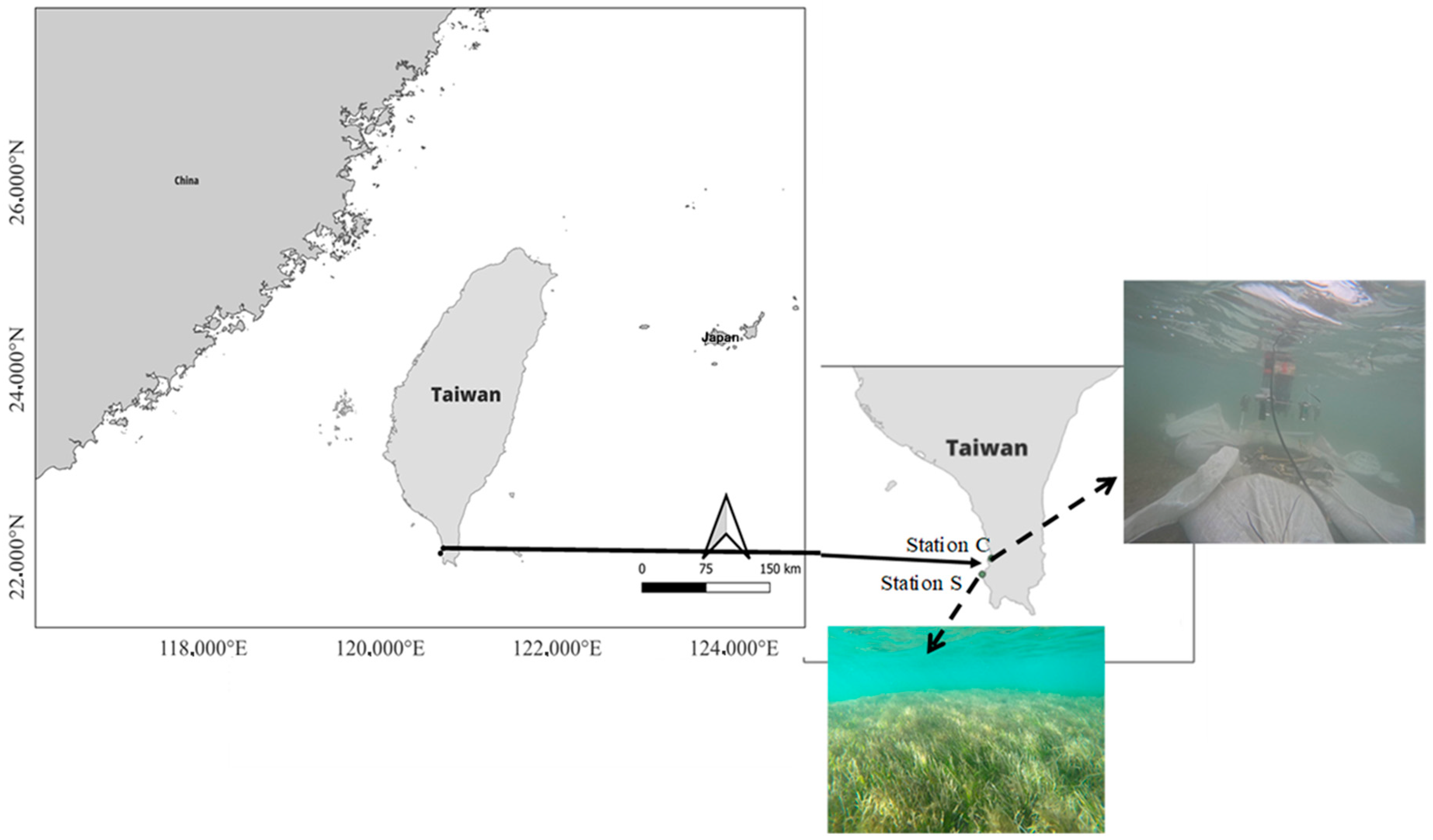 Seagrass meadows absorb less carbon dioxide than thought