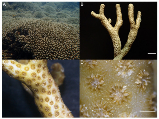 Will Probiotics Save Corals or Harm Them?