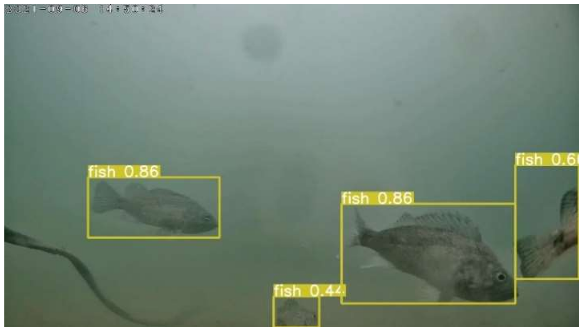 JMSE | Free Full-Text | Underwater Object Detection in Marine Ranching ...