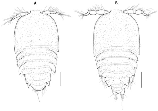 JMSE | Free Full-Text | New Species of Eupelte (Crustacea, Copepoda ...