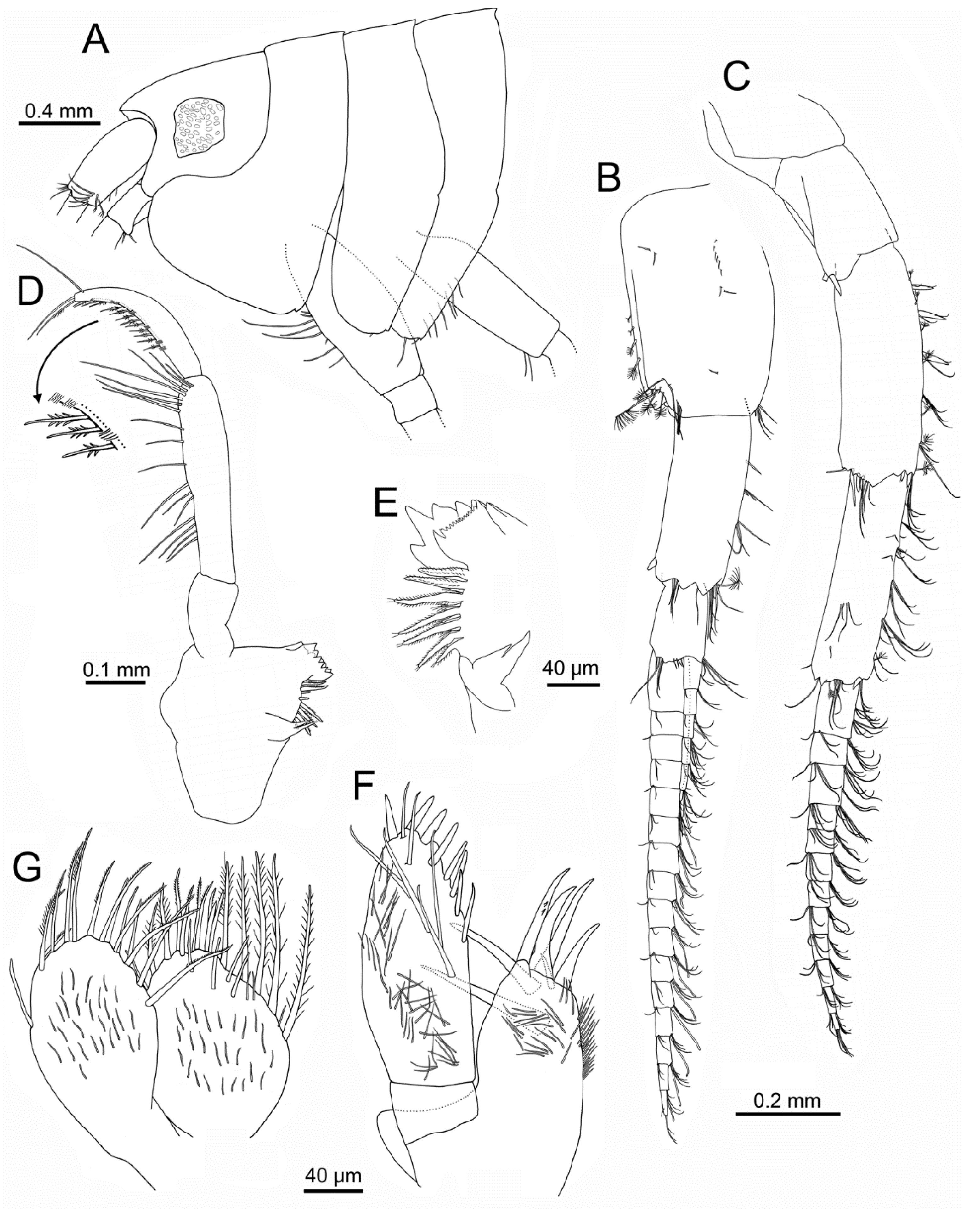 JMSE | Free Full-Text | Rediscovering the Evasive Amphipod Idunella ...