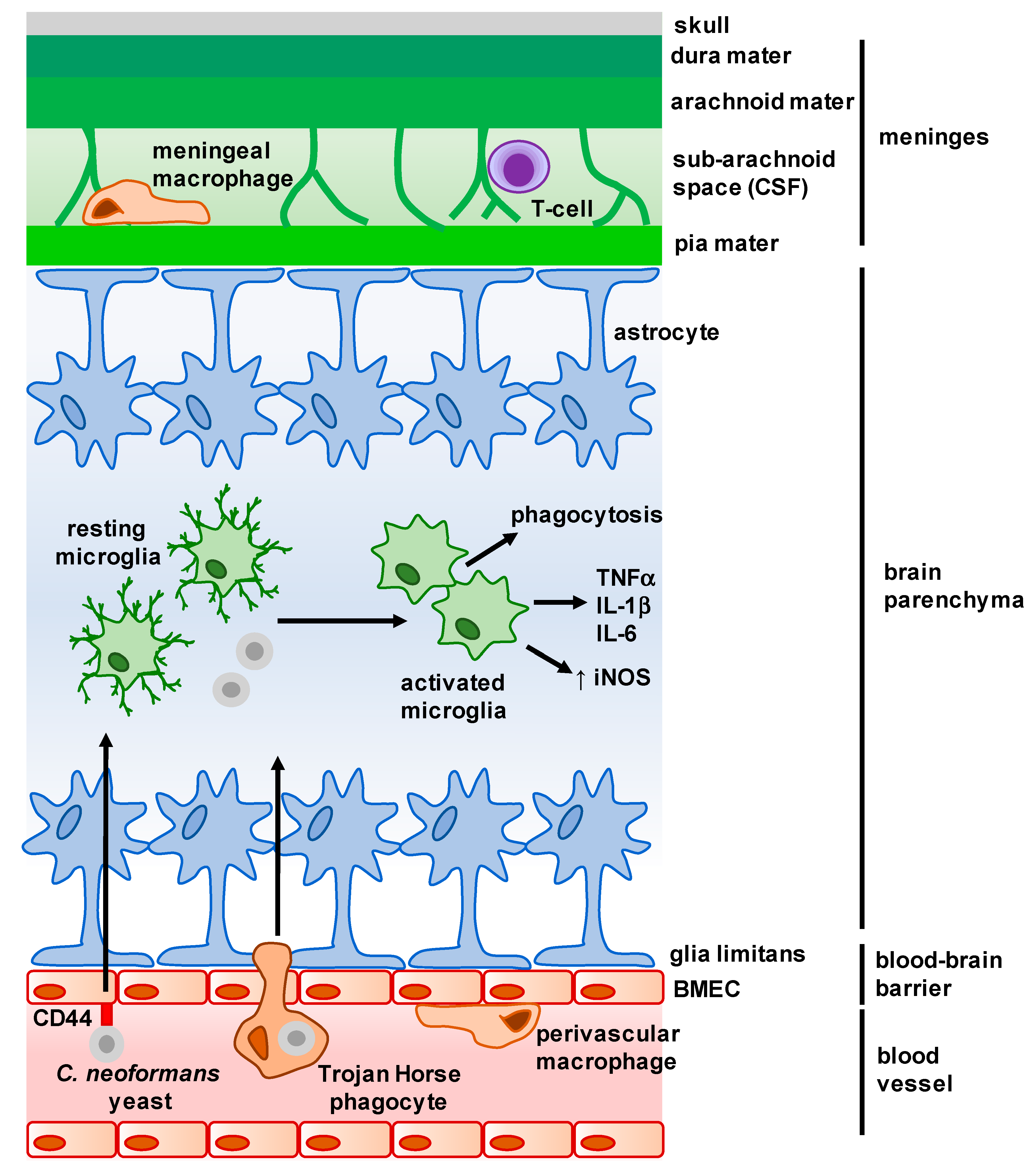 JoF | Free Full-Text | Neuro-Immune Mechanisms of Anti-Cryptococcal  Protection