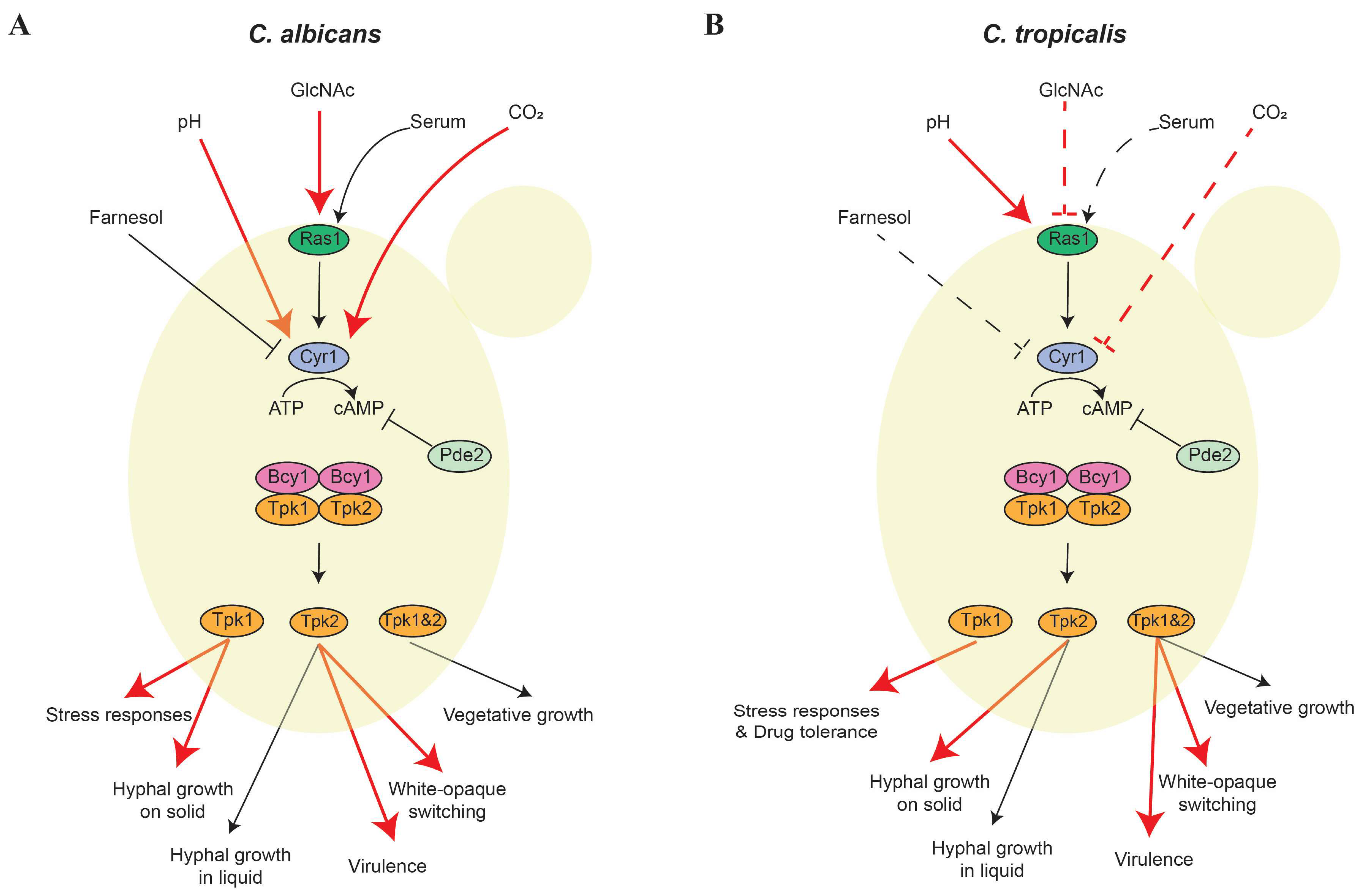 PKa Signaling Pathway