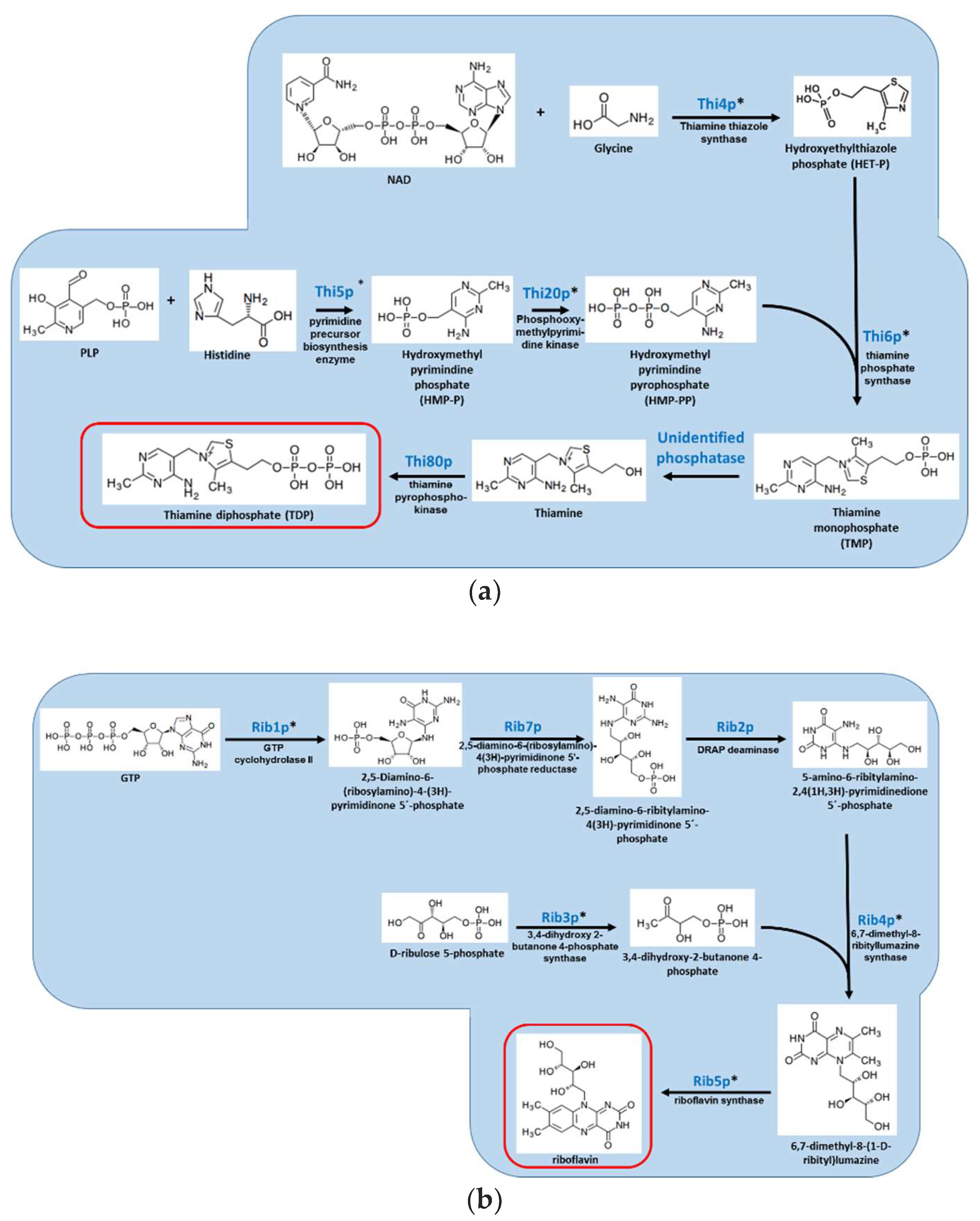 JoF | Free Full-Text | Vitamin Biosynthesis as an Antifungal Target