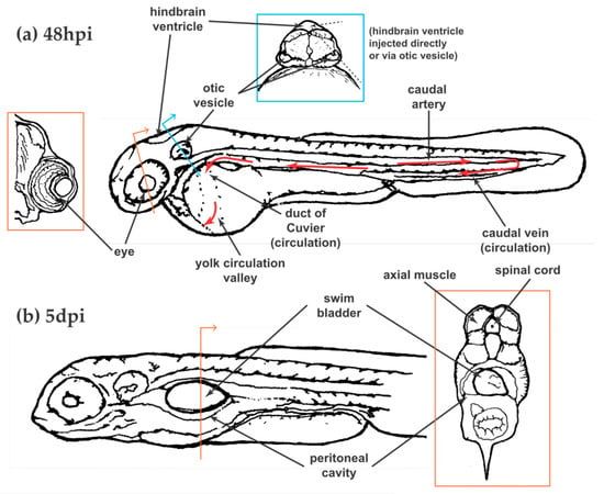 JoF | Free Full-Text | The Zebrafish as a Model Host for Invasive ...