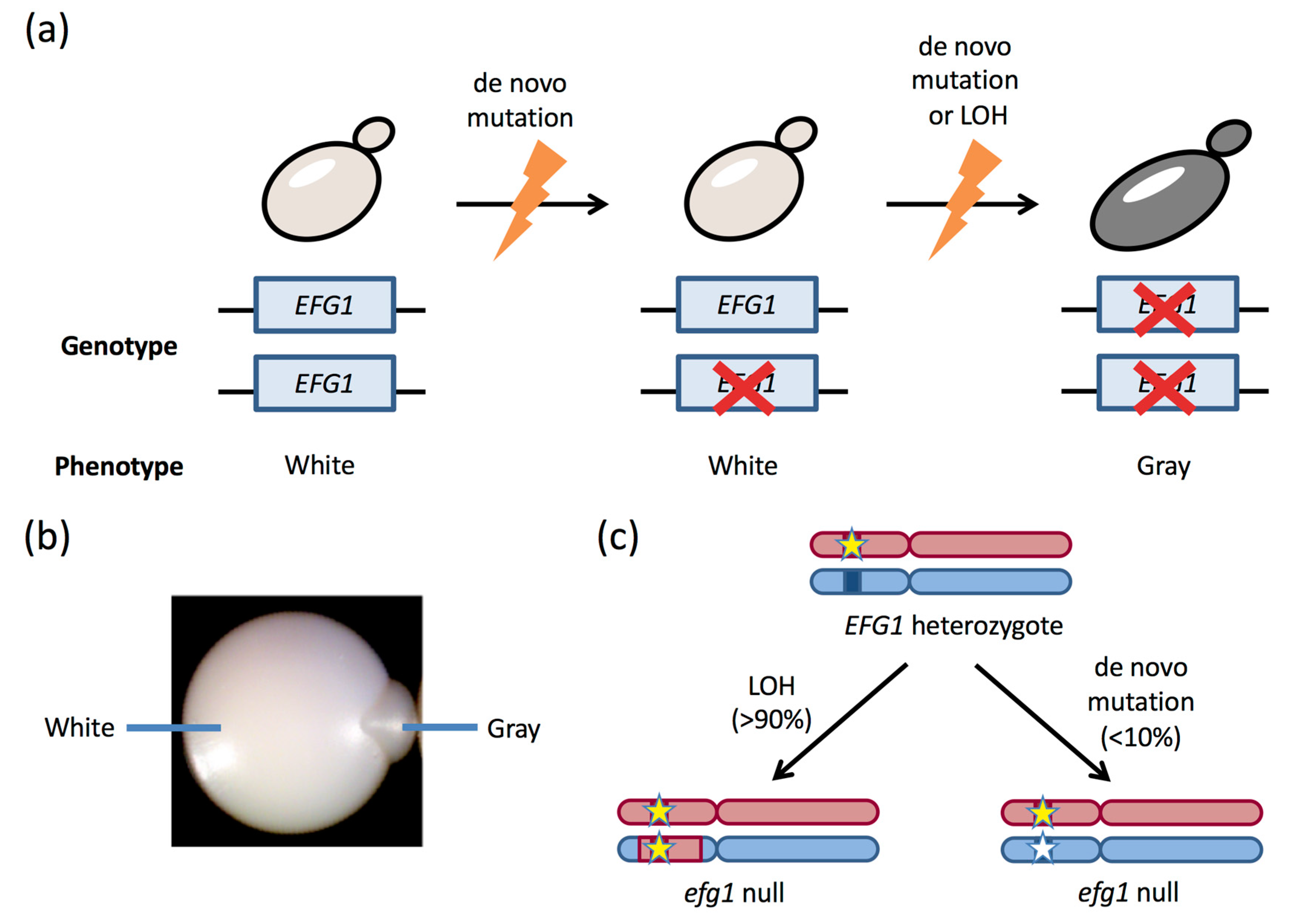 Jof Free Full Text The Impact Of Gene Dosage And Heterozygosity On The Diploid Pathobiont Candida Albicans Html