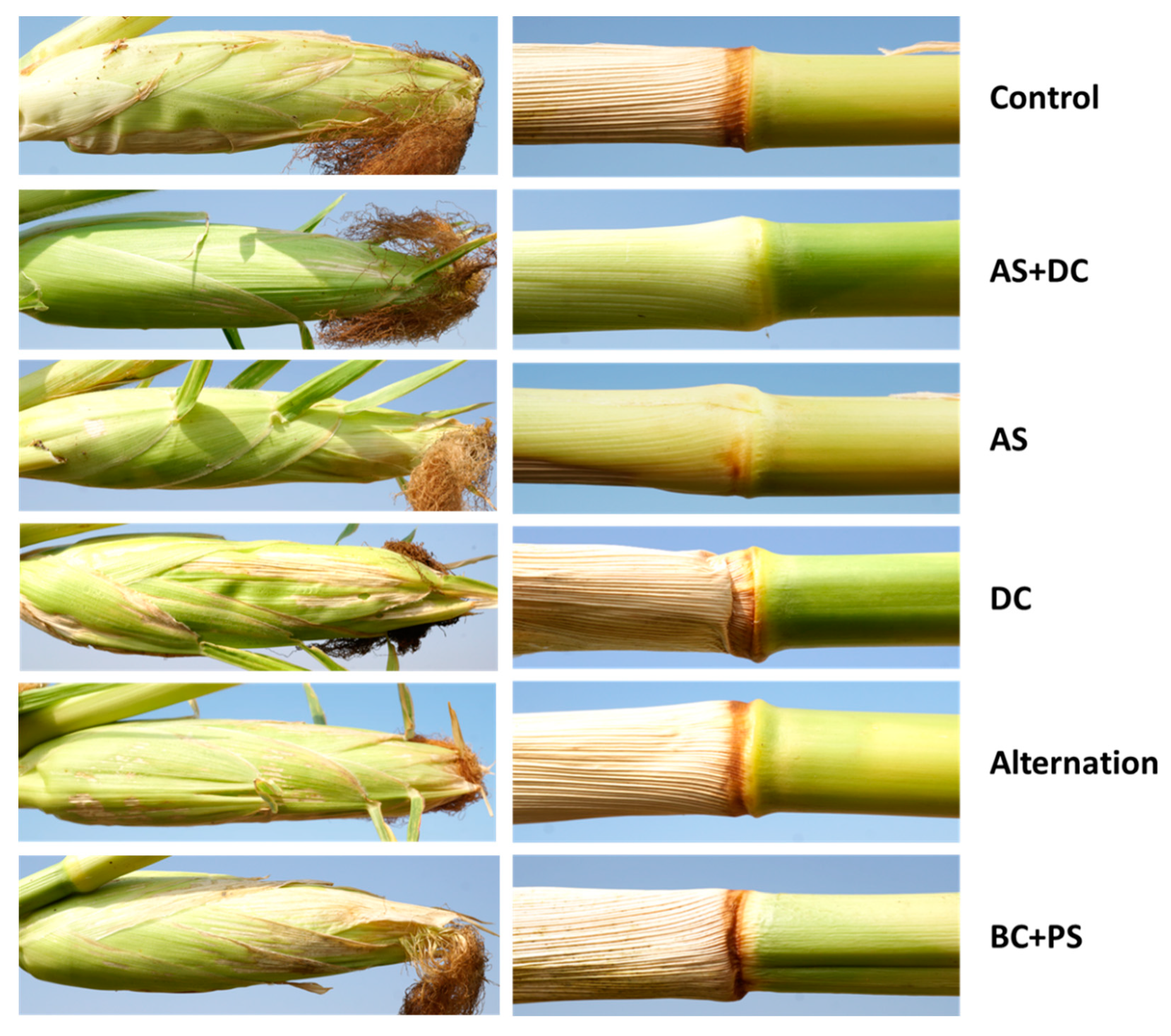 Jof 06 00054 g004 Jof 06 00054 g004