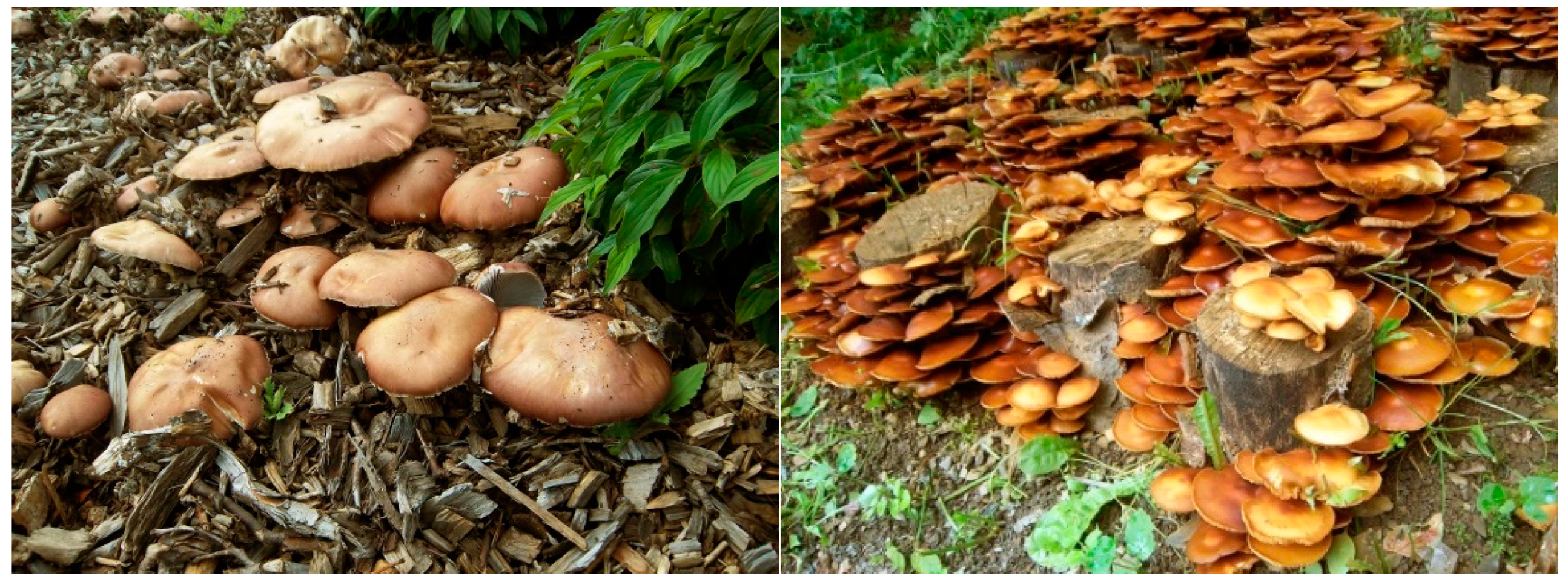 Jof 06 00062 g001 Jof 06 00062 g001