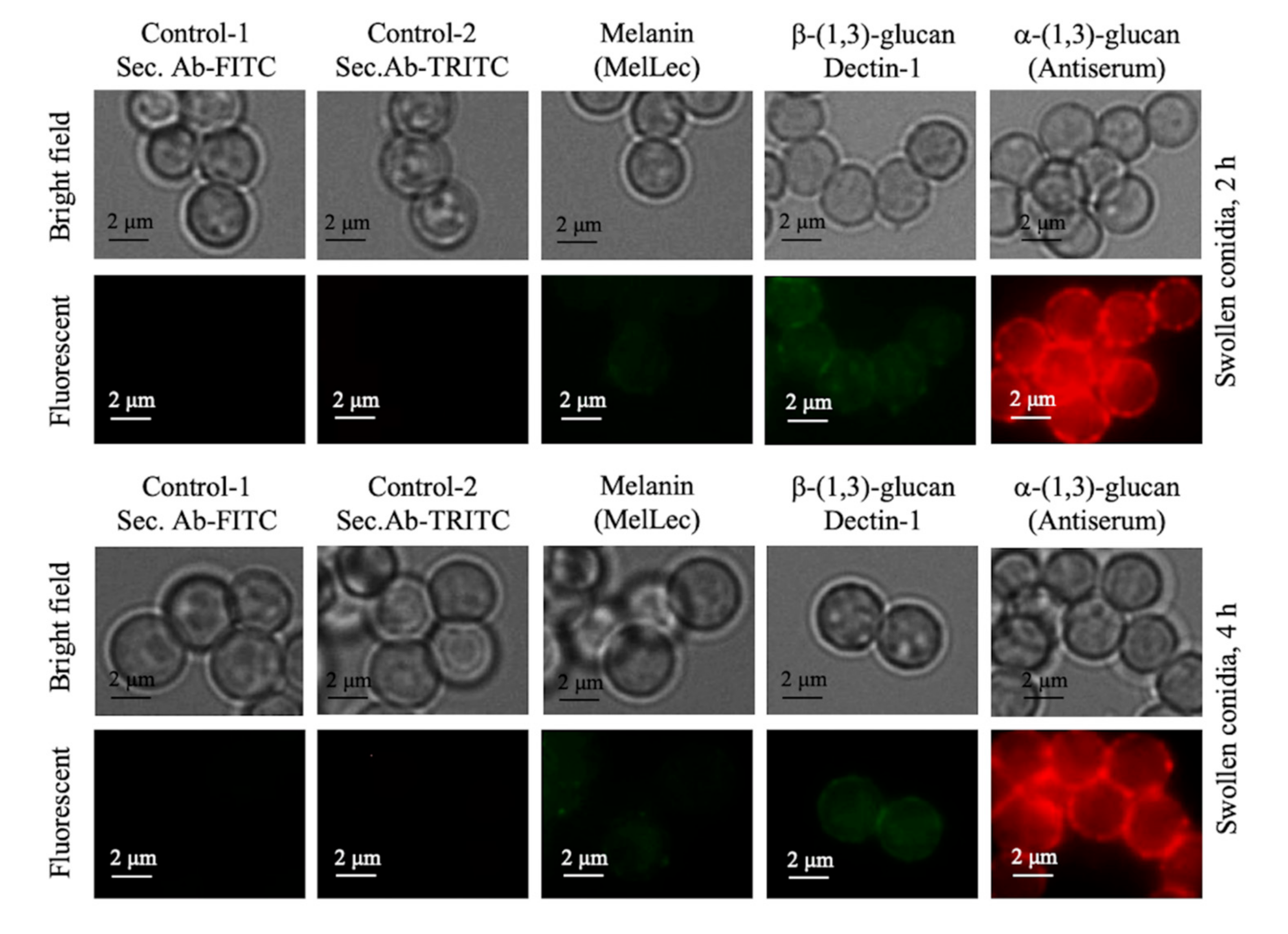 Jof 06 00151 g007 Jof 06 00151 g007